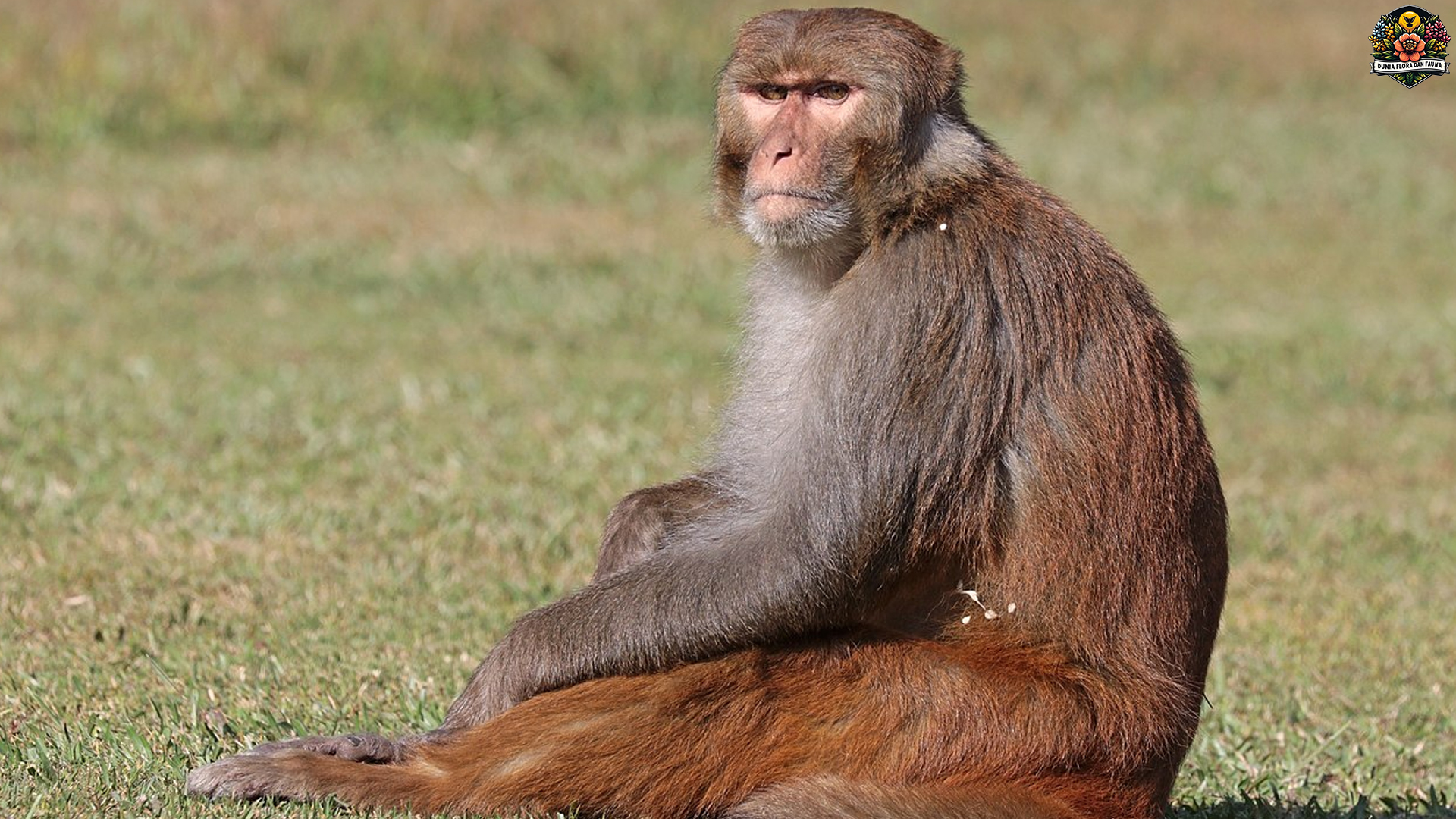 Adaptasi dan Tingkah Laku Monyet Rhesus di Habitat Alaminya