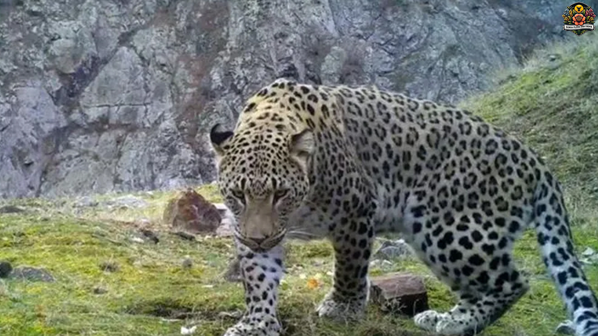 Jejak Sunyi Macan Tutul Anatolia: Predator Klasik dari Anatolia