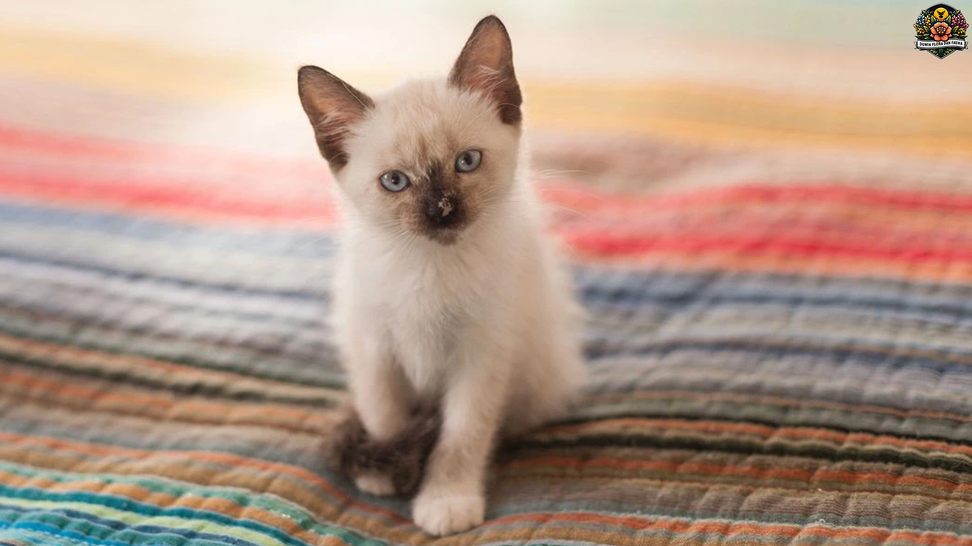 Kucing Siam: Keindahan dan Keunikan di Setiap Gerakan