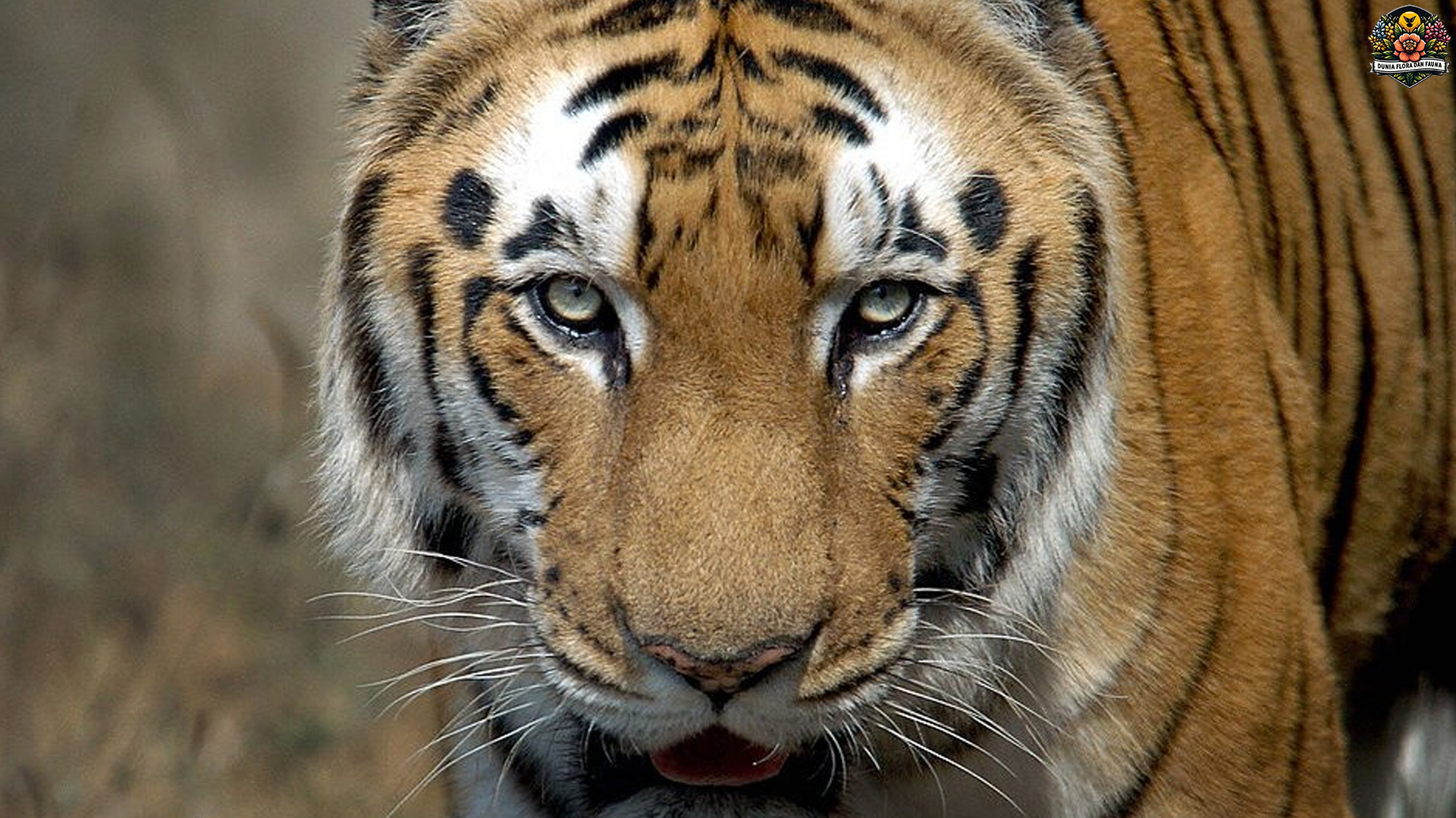 Harimau Indocina: Predator Elegan yang Terancam Punah