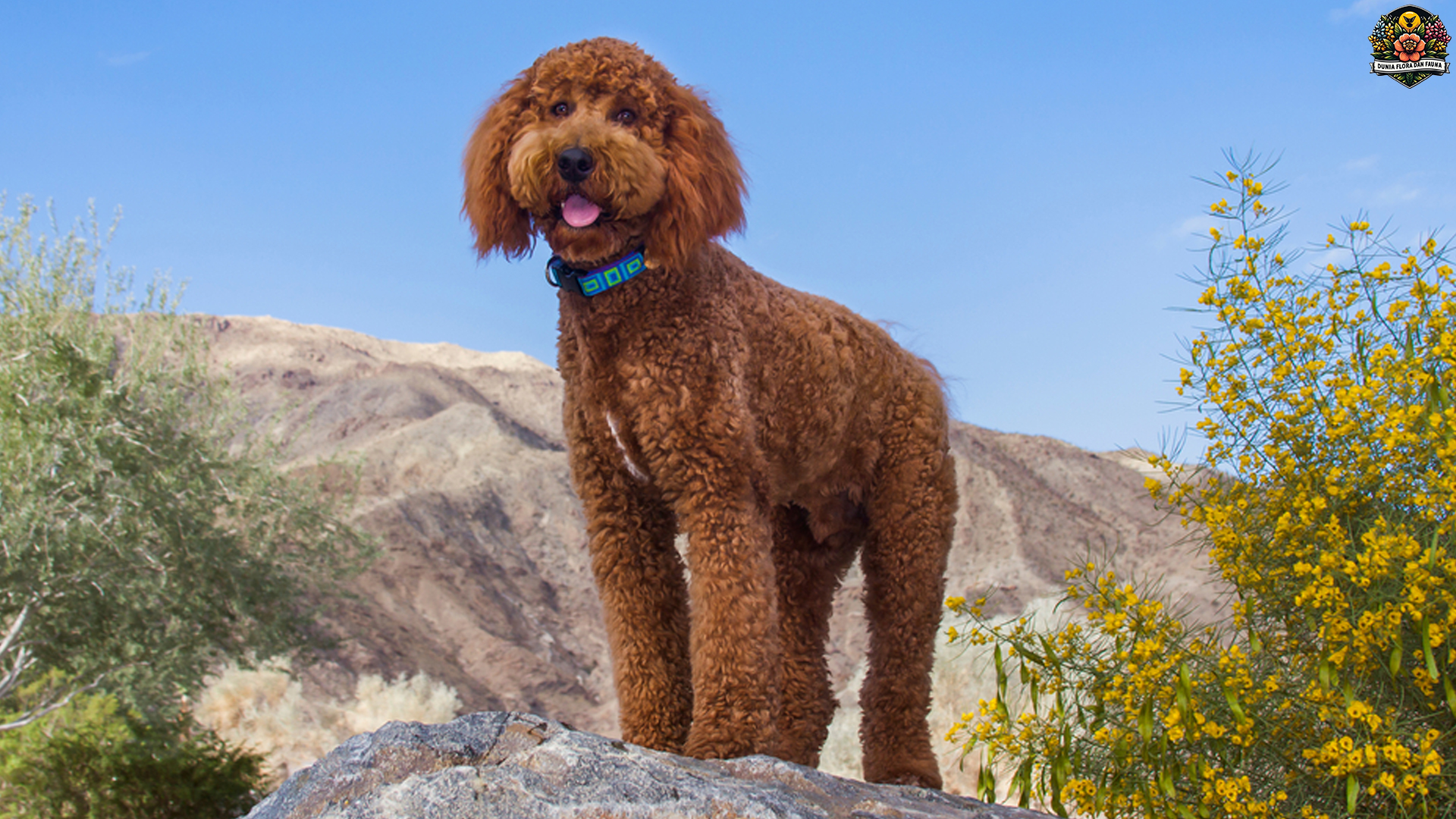 Labradoodle: Anjing yang Cocok untuk Keluarga Aktif dan Ceria