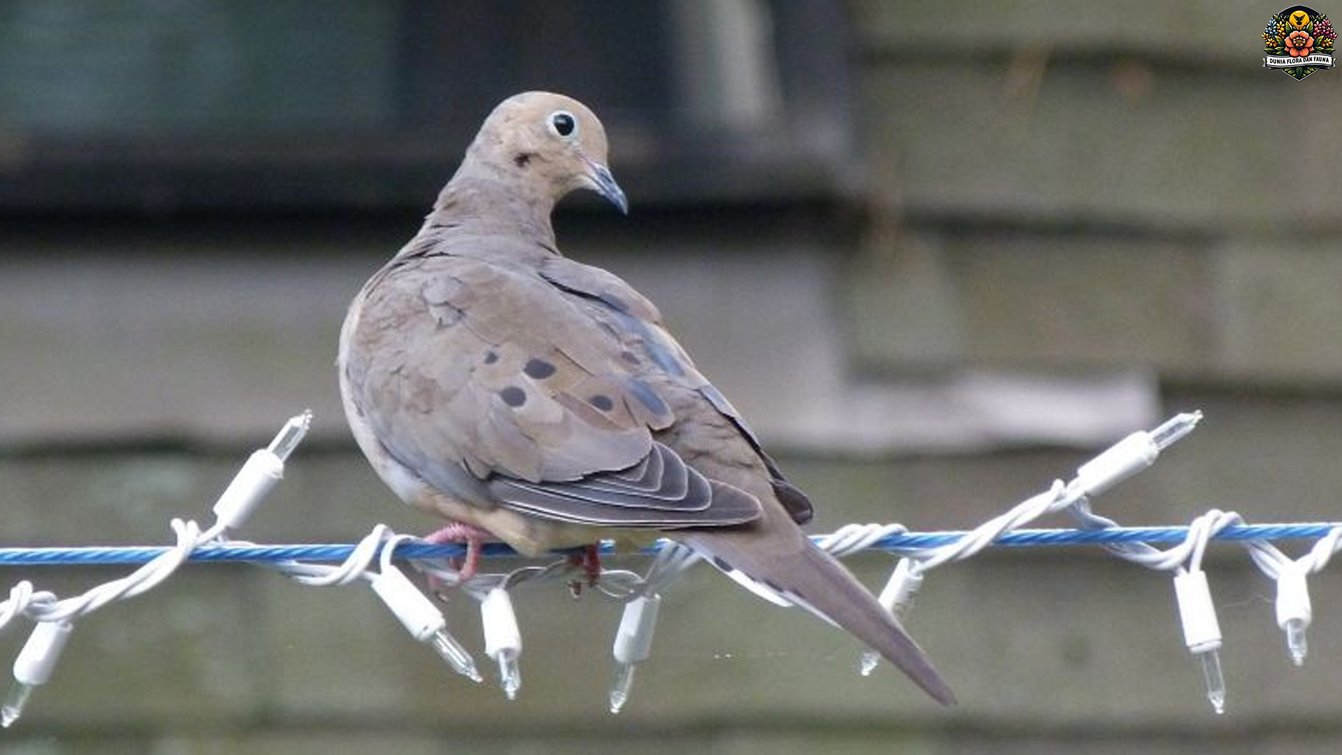 Keunikan Burung Merpati Karolina: Pesona dan Karakteristiknya