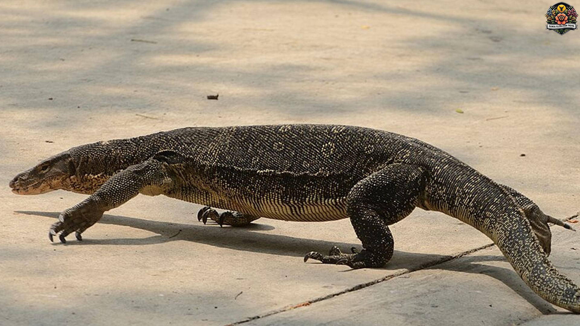 Mengenal Biawak Air: Reptil Besar Penghuni Sungai dan Rawa