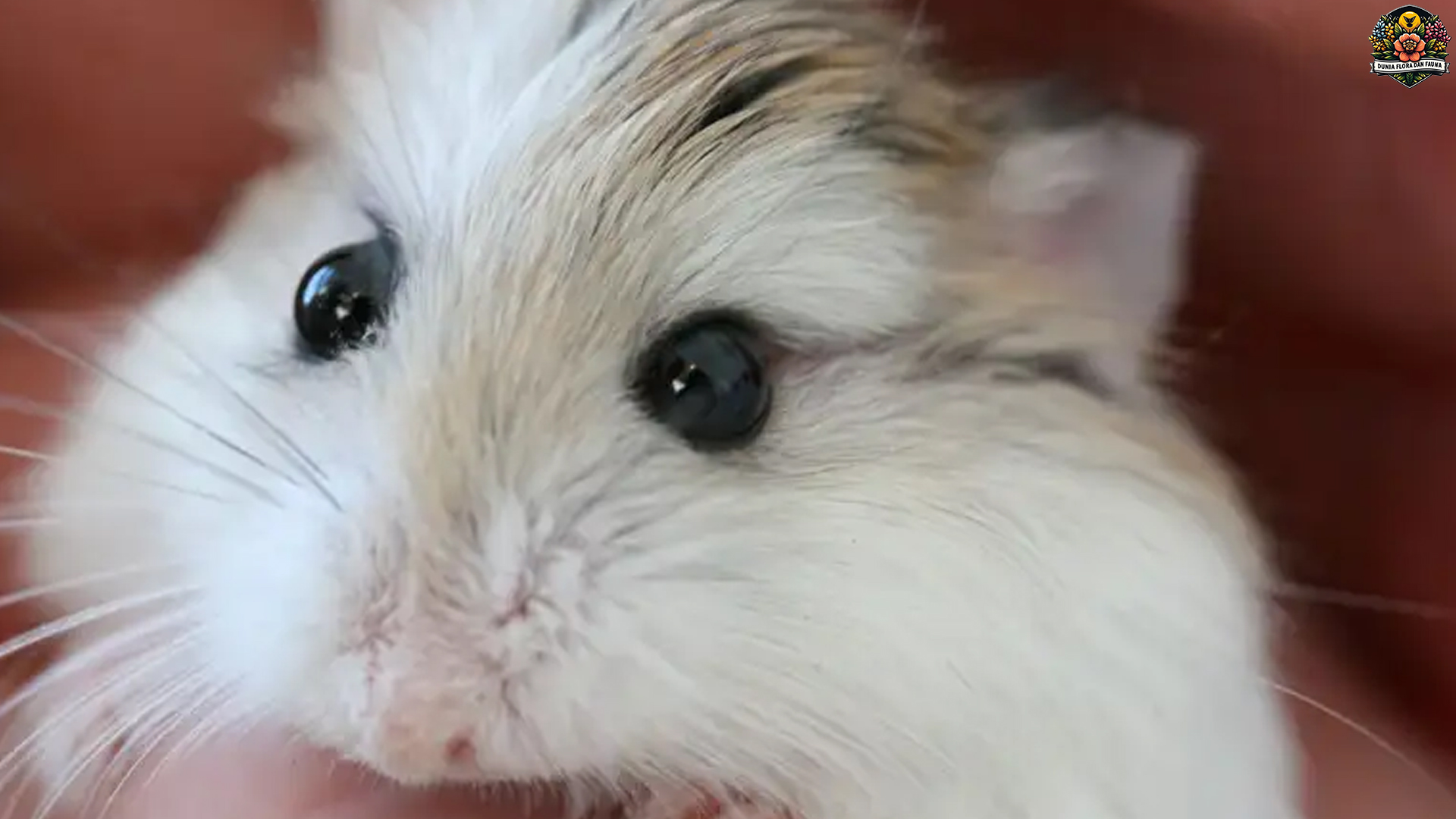 Fakta Unik Tentang Hamster Tiongkok yang Jarang Diketahui