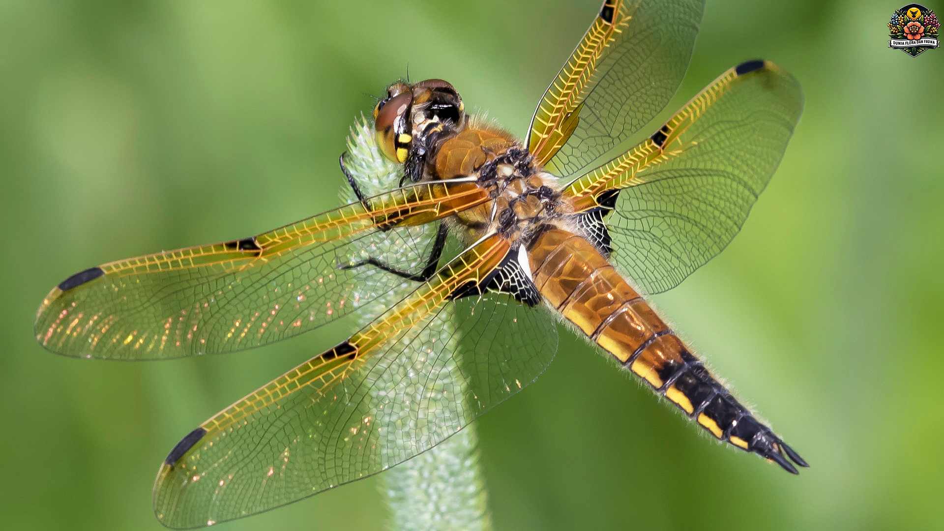 Odonata: Si Predator Udara dan Penanda Lingkungan Sehat