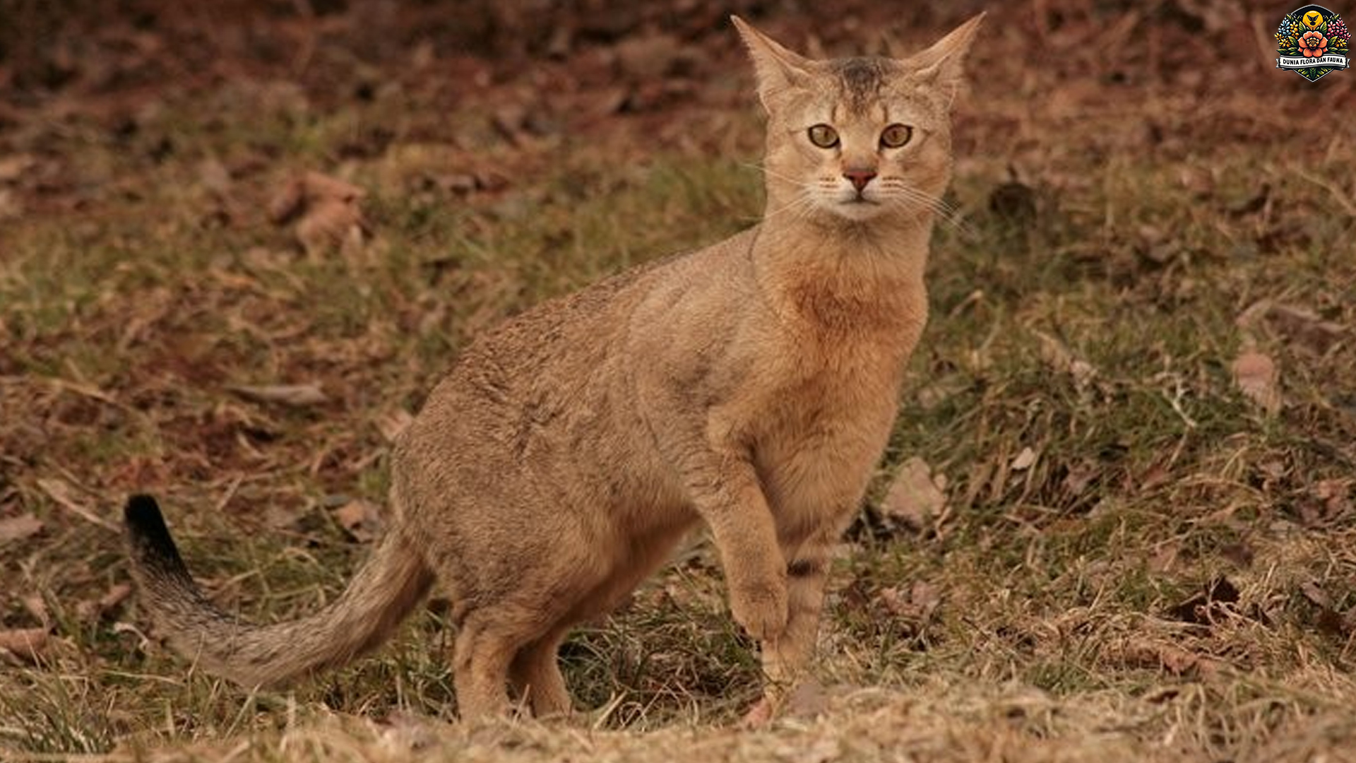 Chausie: Keindahan dan Karakteristik Kucing Hibrida yang Unik