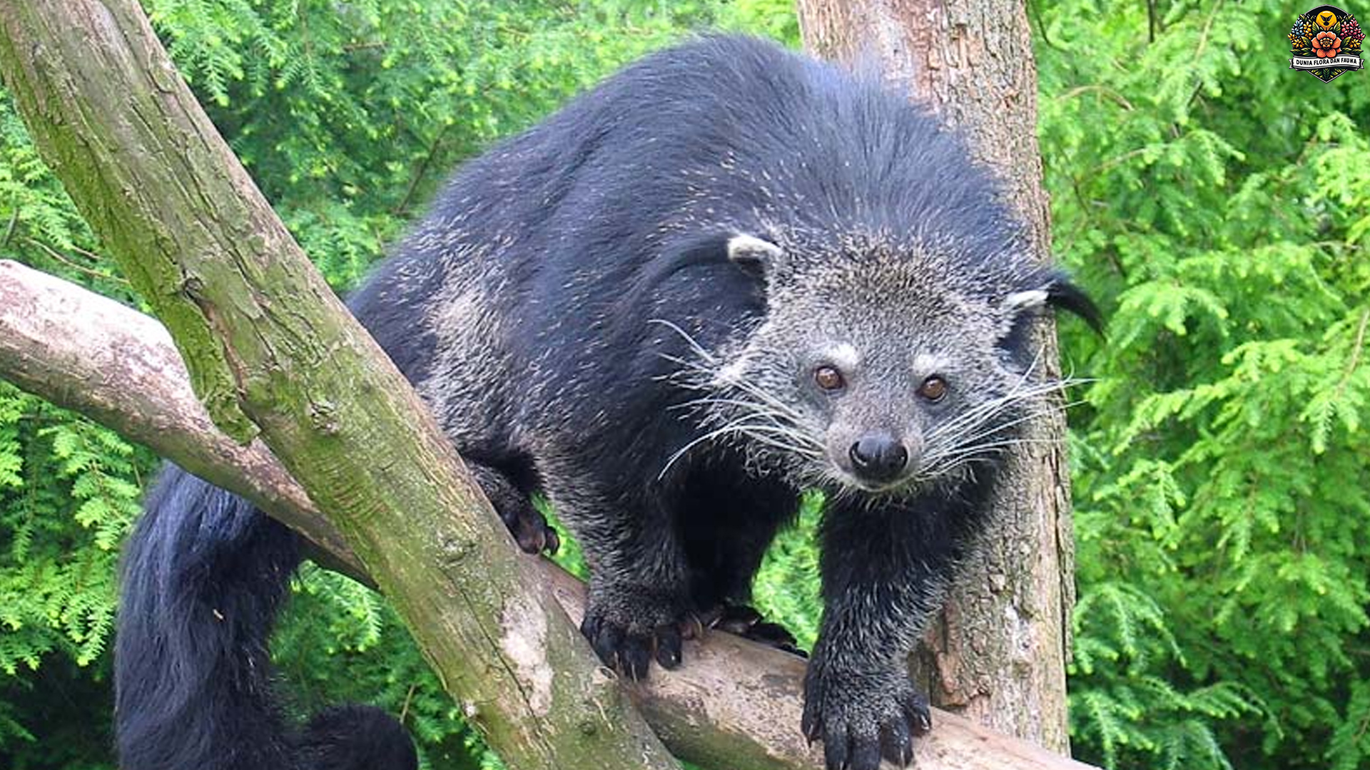 Lebih dari Sekadar Luwak: Menguak Dunia Paradoxurinae