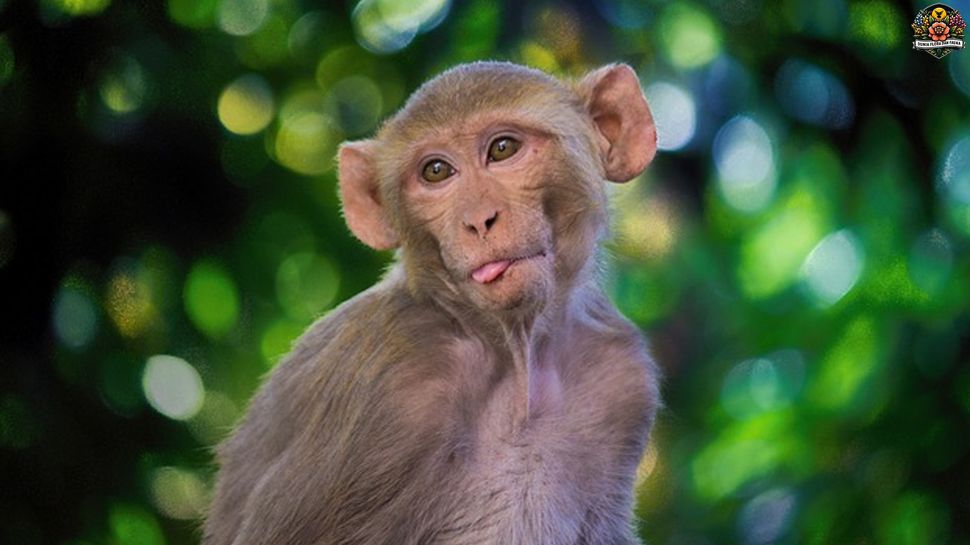 Adaptasi dan Tingkah Laku Monyet Rhesus di Habitat Alaminya