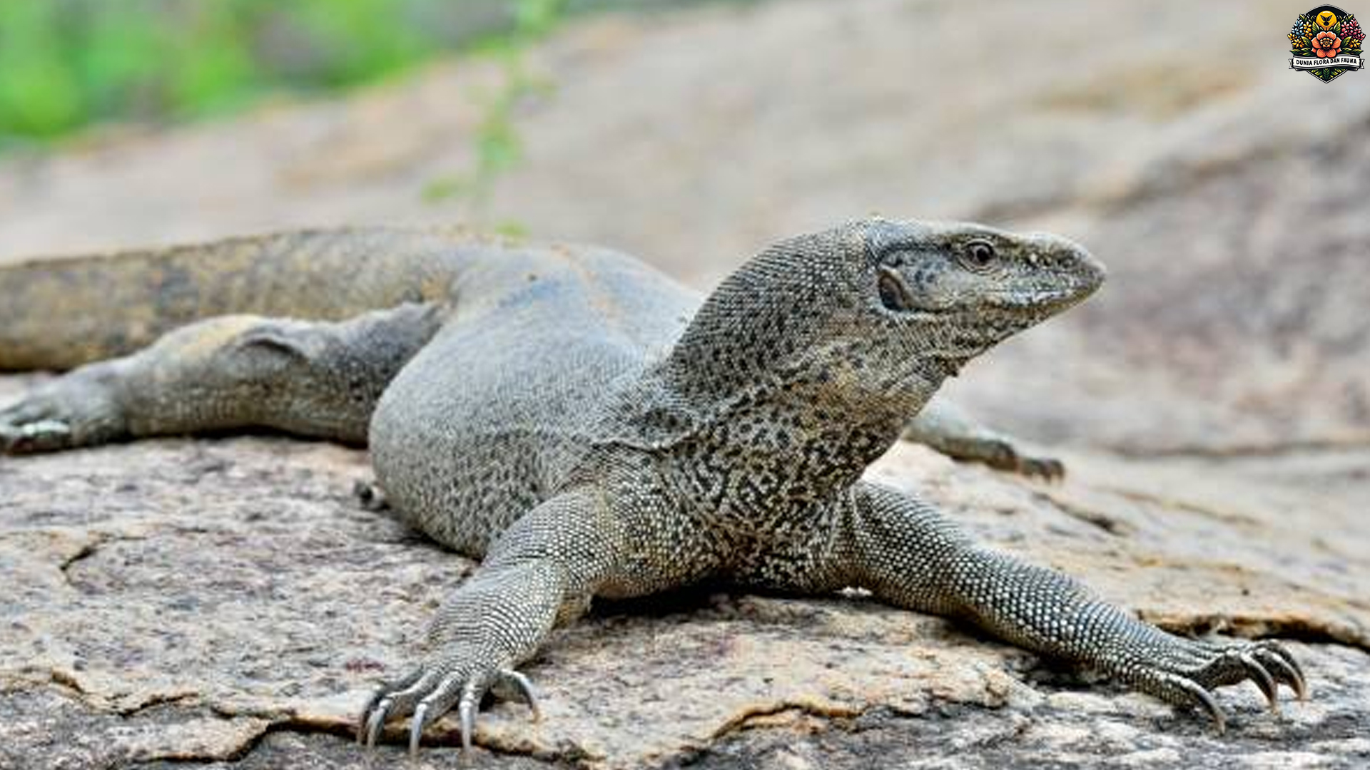 Mengenal Biawak India, Reptil Gagah dari Negeri Bollywood