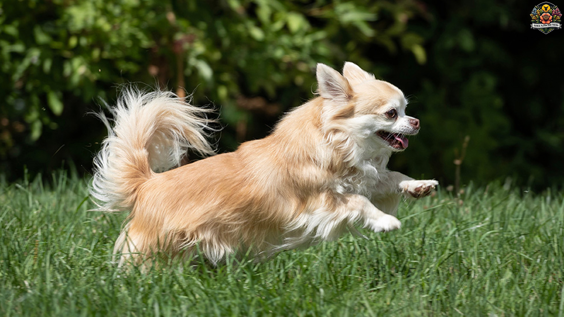 Chihuahua: Si Kecil Pemberani dengan Gaya Besar Banget