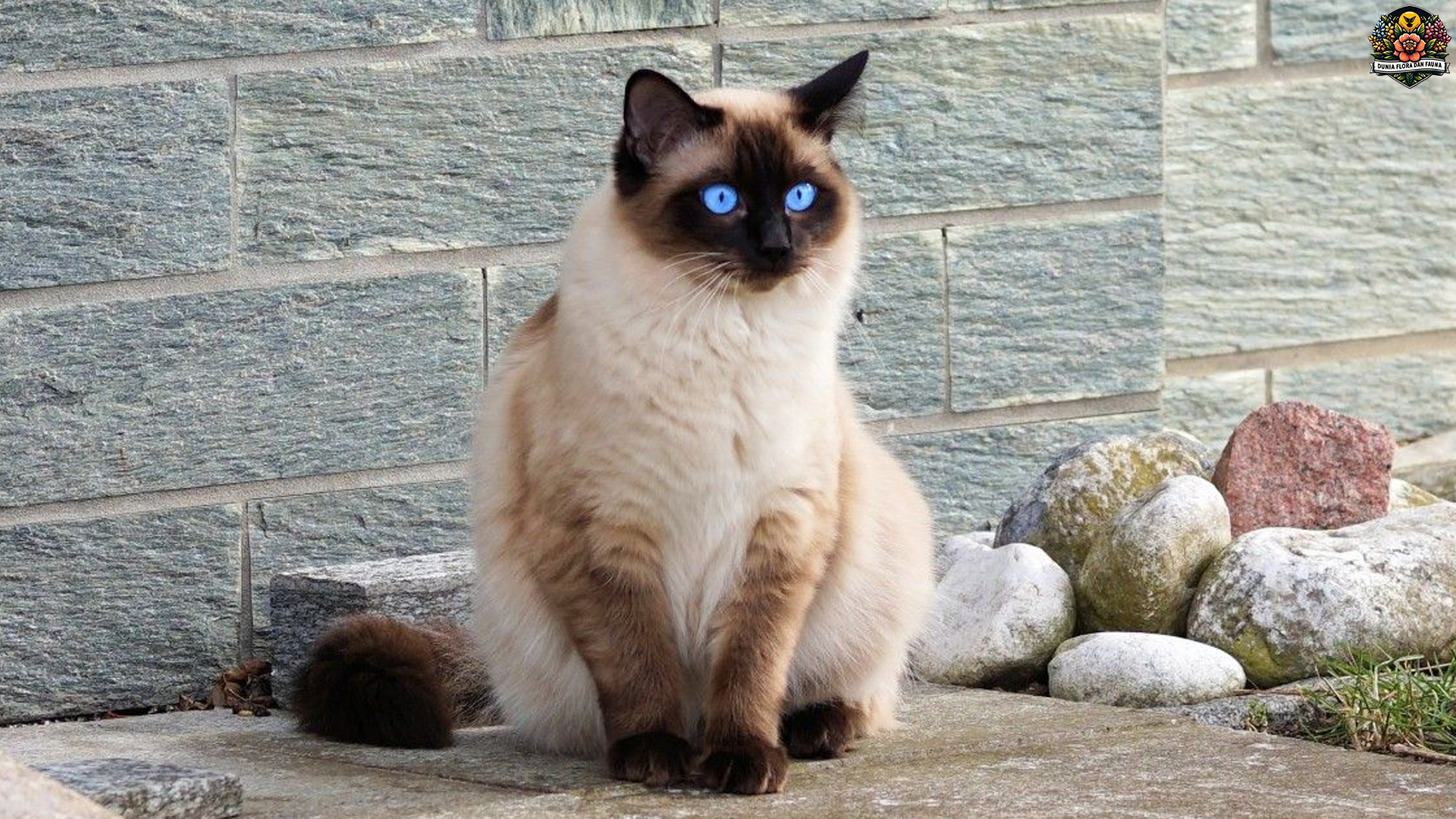 Kucing Siam: Keindahan dan Keunikan di Setiap Gerakan