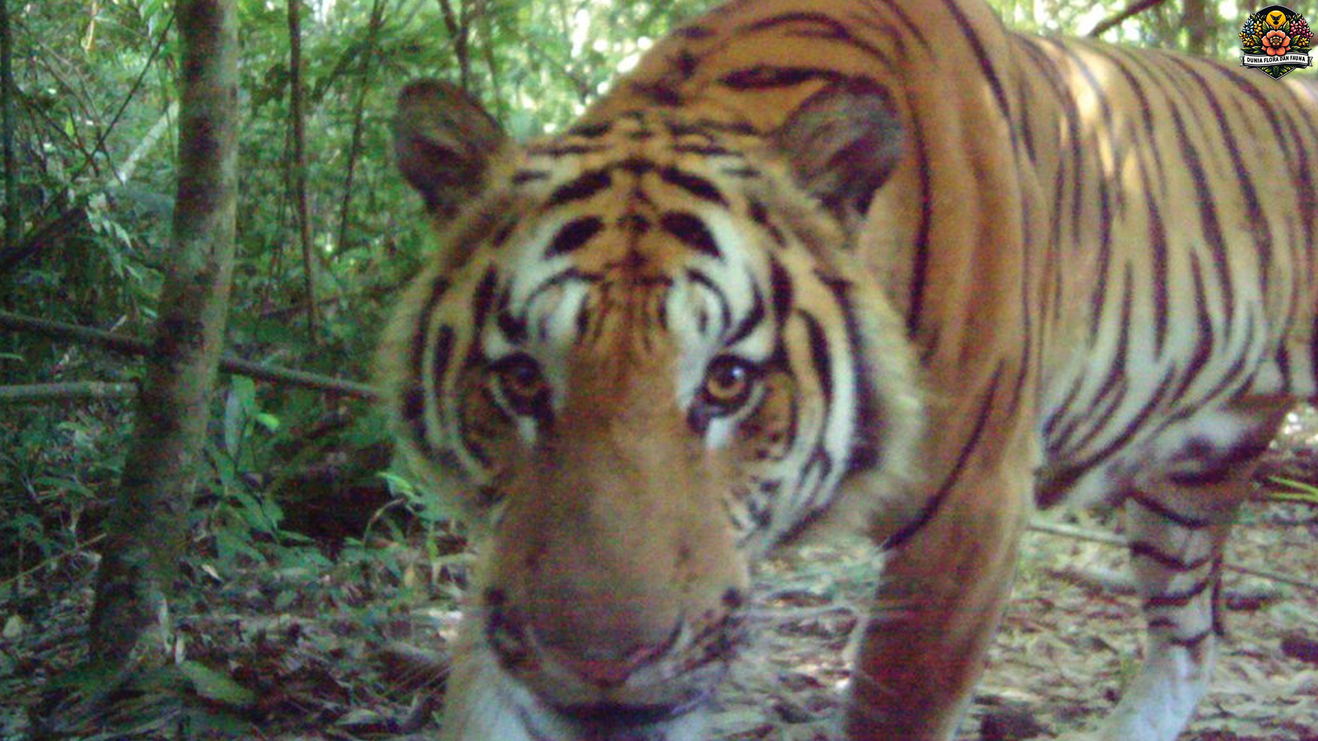 Harimau Indocina: Predator Elegan yang Terancam Punah