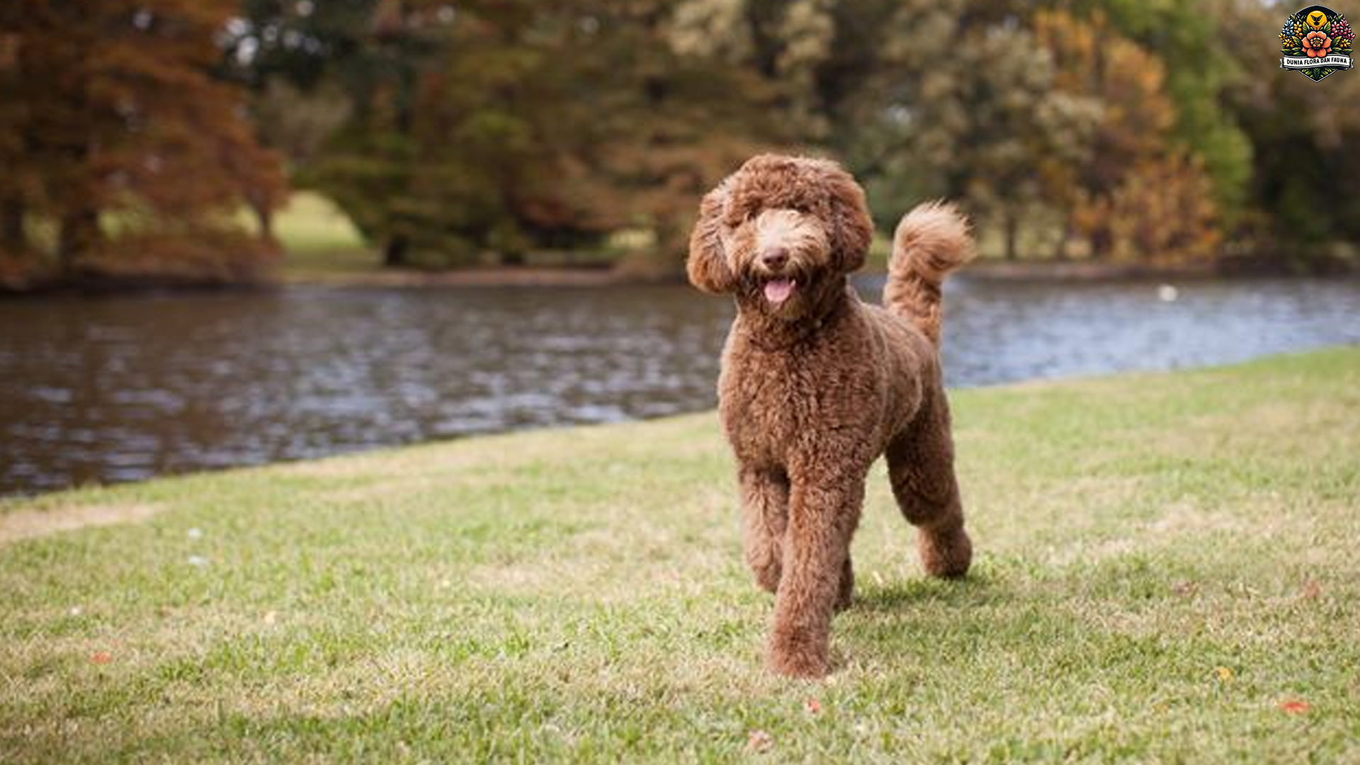 Labradoodle: Anjing yang Cocok untuk Keluarga Aktif dan Ceria