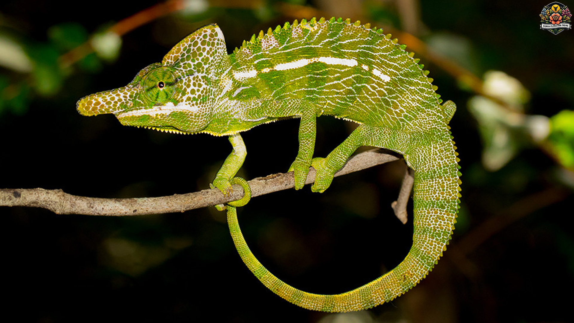 Furcifer di Alam Liar: Adaptasi dan Perilaku Kadal Madagaskar