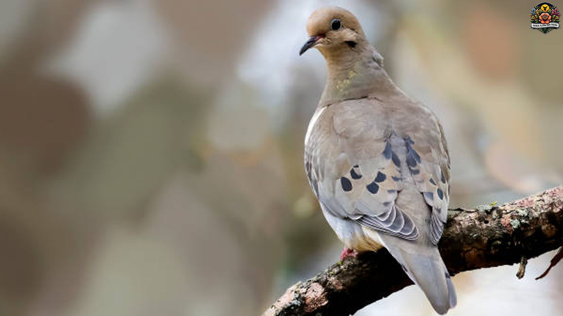 Keunikan Burung Merpati Karolina: Pesona dan Karakteristiknya