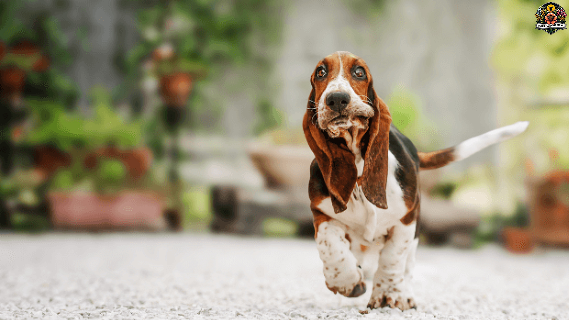 Fakta Menarik tentang Basset Hound: Si Pemburu Berhati Lembut