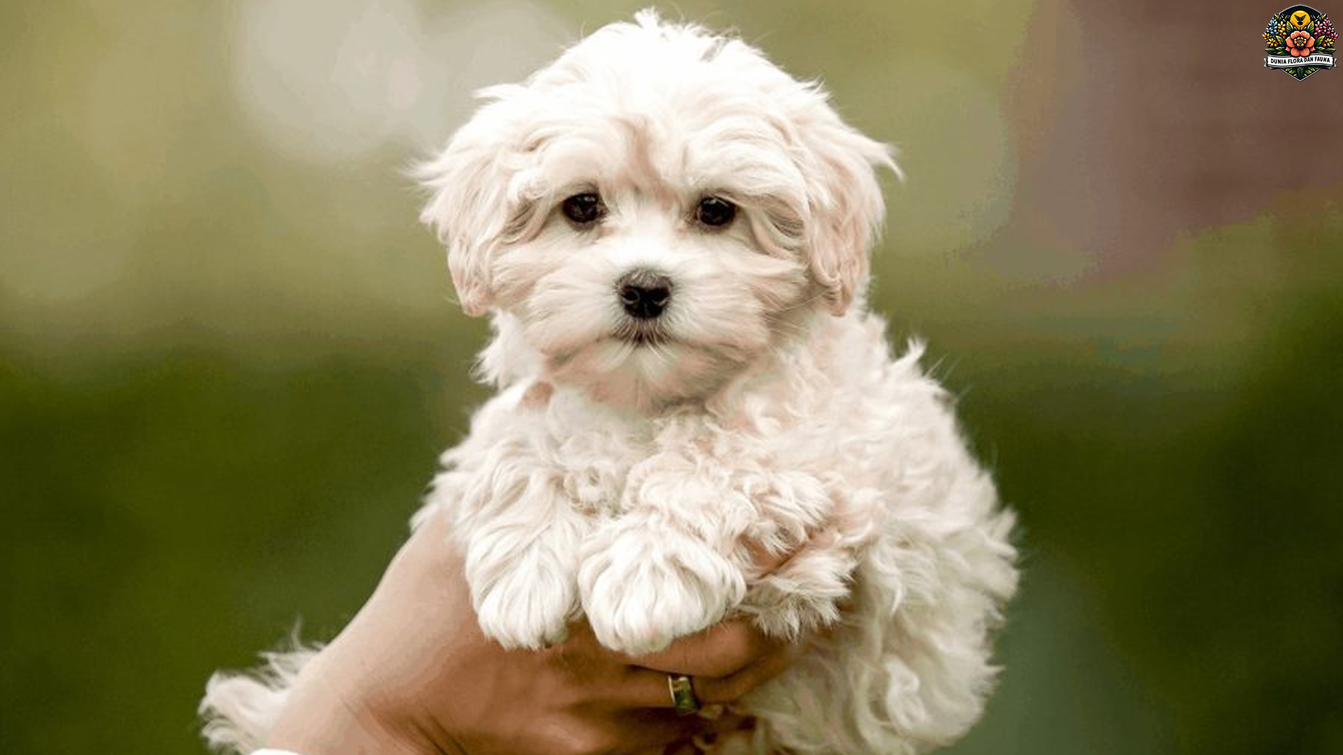 Mengenal Anjing Maltipoo: Si Kecil yang Menggemaskan