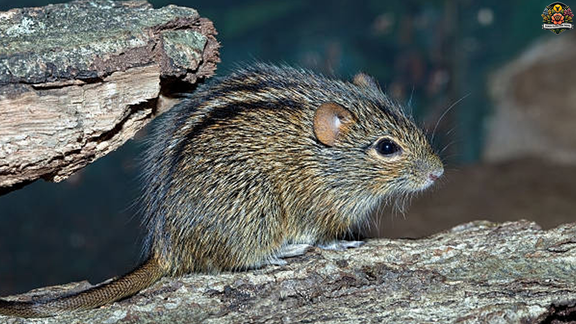 Tikus Rumput Afrika: Si Kecil Enerjik dengan Dunia Besar