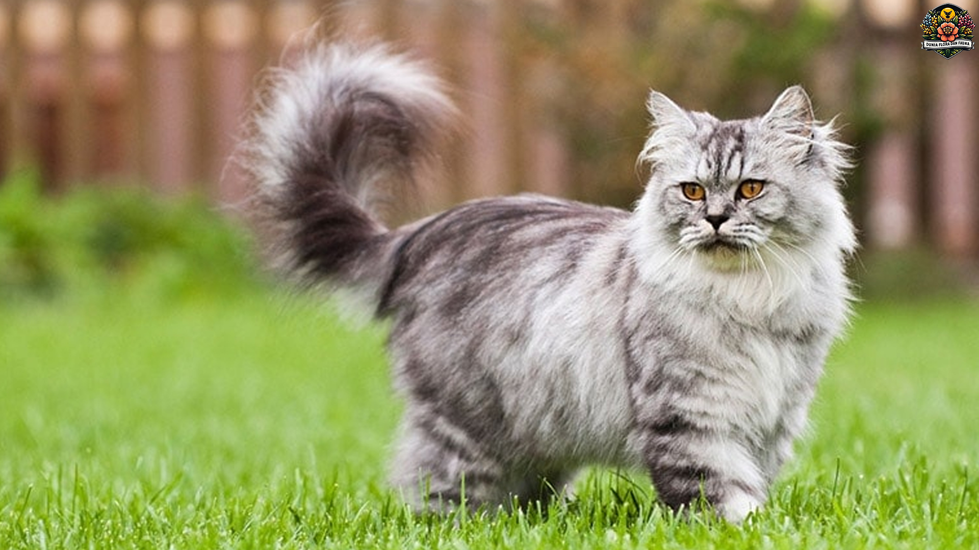 Mengenal Kucing British Longhair: Pesona dan Karakteristiknya