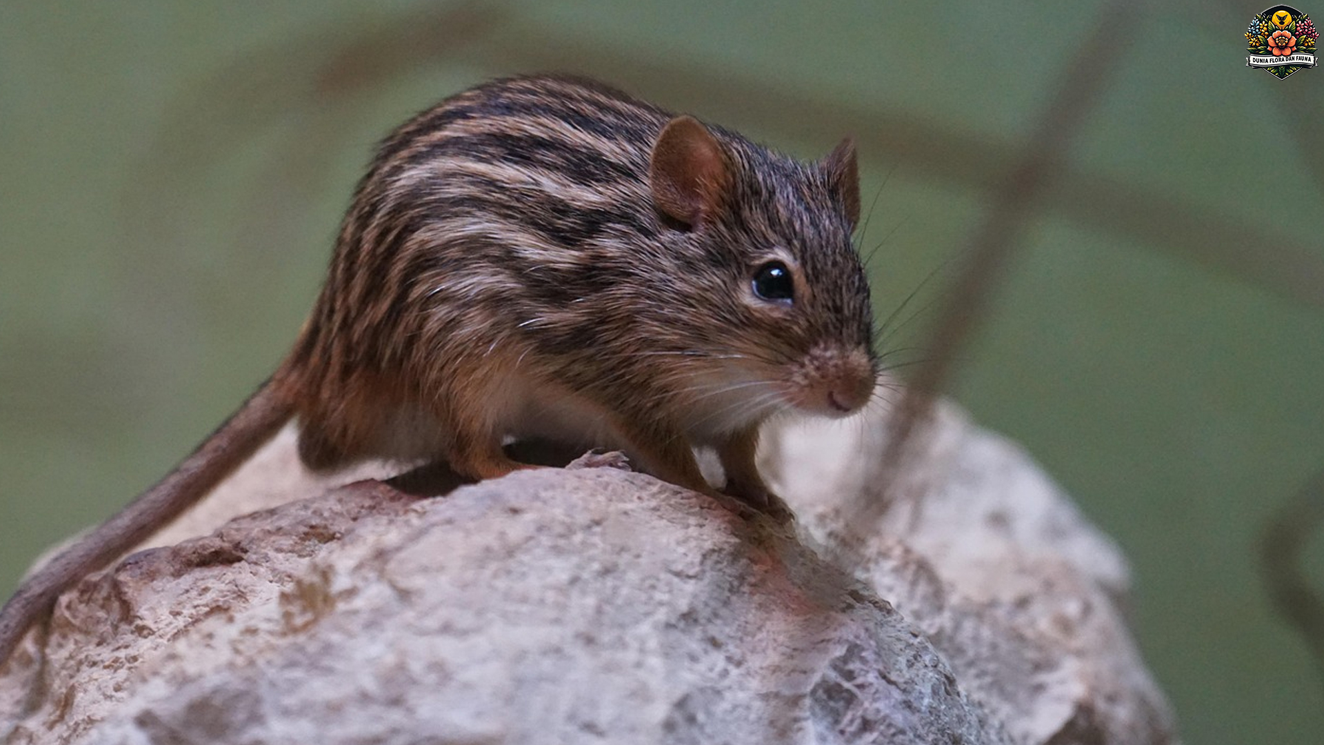 Tikus Rumput Afrika: Si Kecil Enerjik dengan Dunia Besar