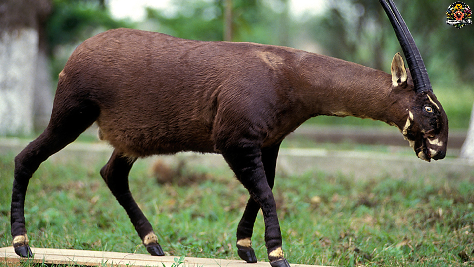 Saola: Si Langka yang Bikin Para Ilmuwan Terpukau dan Viral