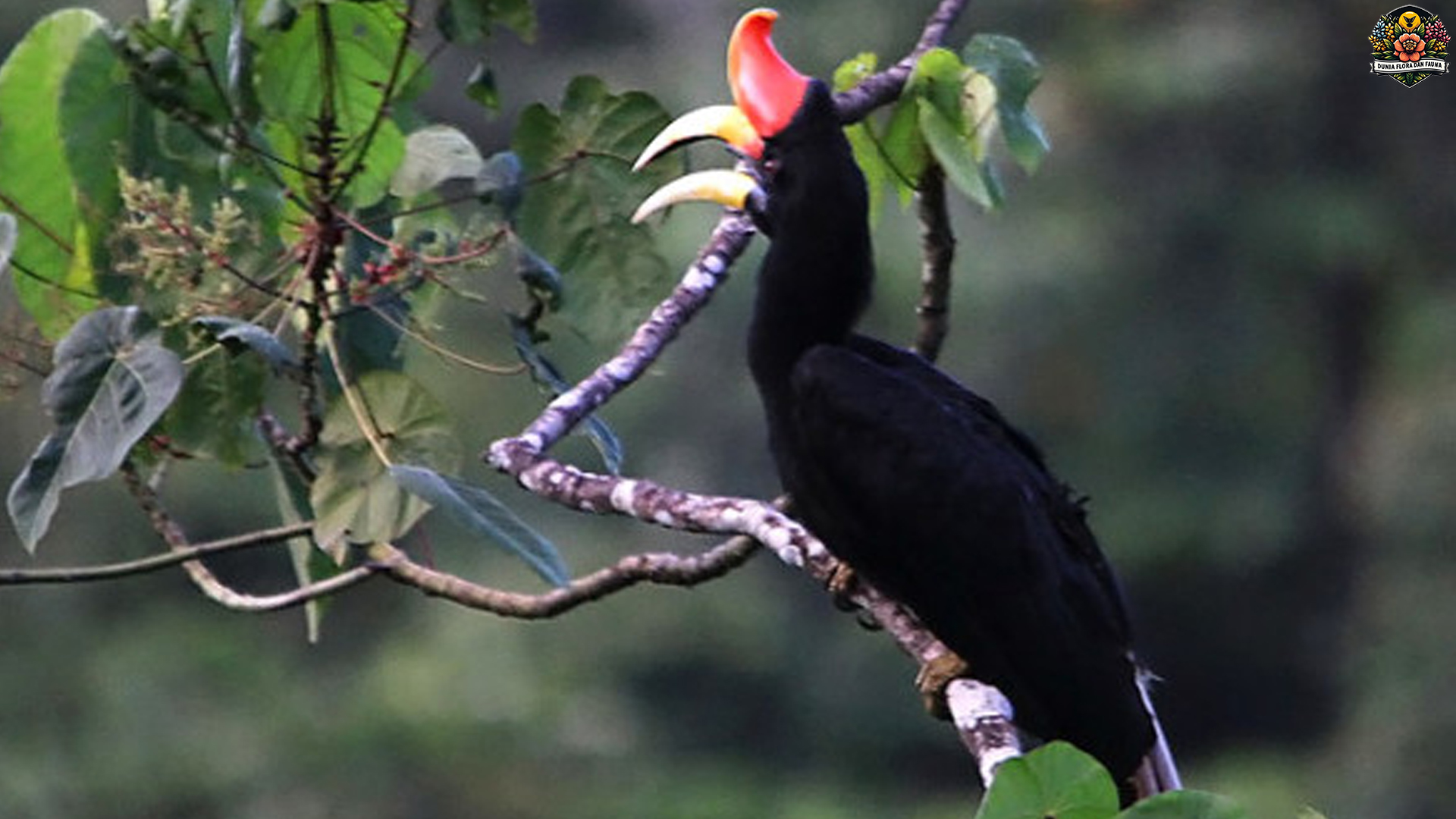 Rangkong Badak: Si Burung Berparuh Aneh yang Bikin Takjub