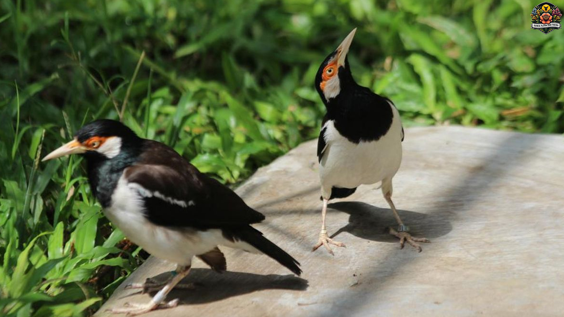 Burung Jalak Suren: Ramai, Cerdas, Nggak Pernah Sepi