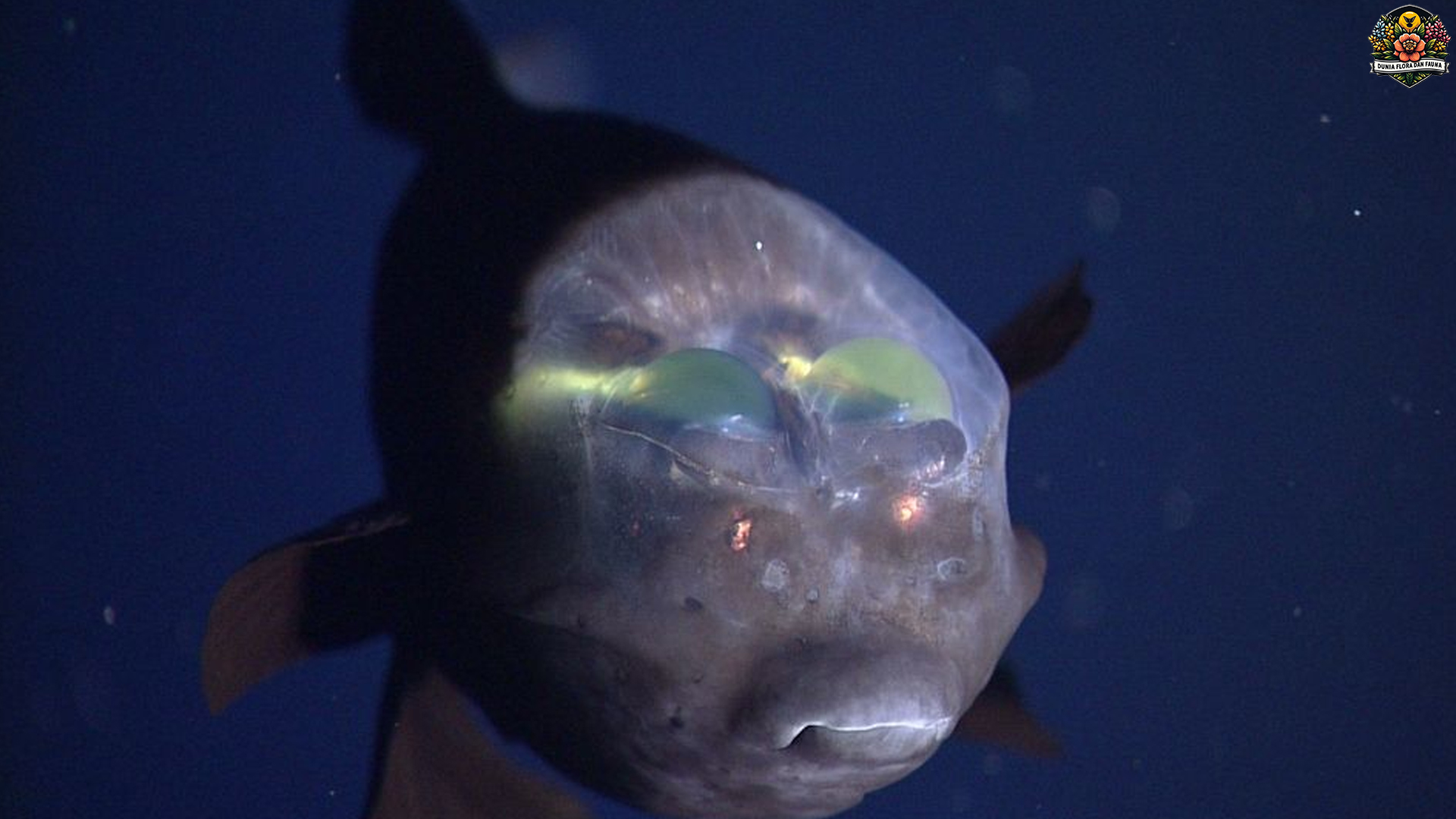 Ikan Barreleye: Pemandangan Aneh dari Kedalaman Laut