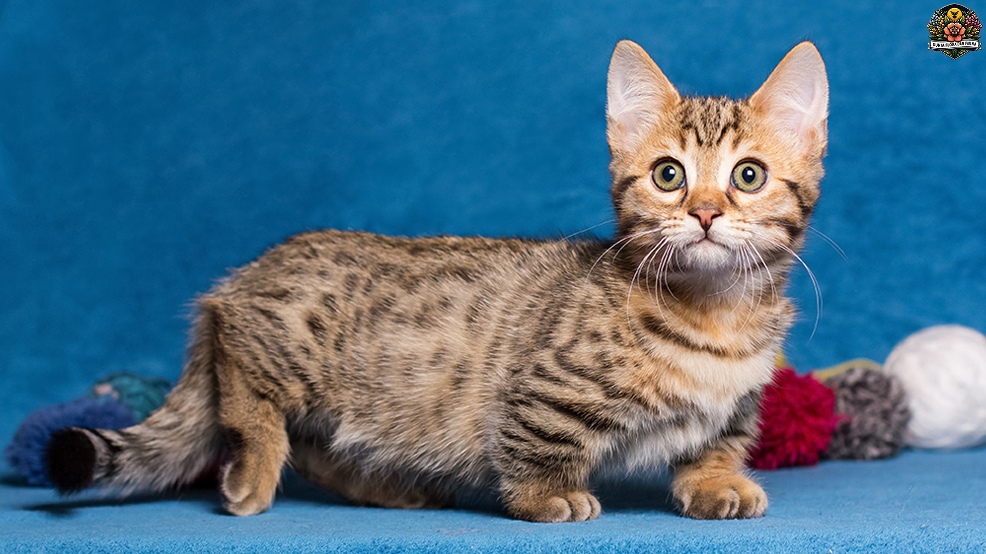 Si Kaki Pendek yang Bikin Hati Meleleh: Kucing Munchkin