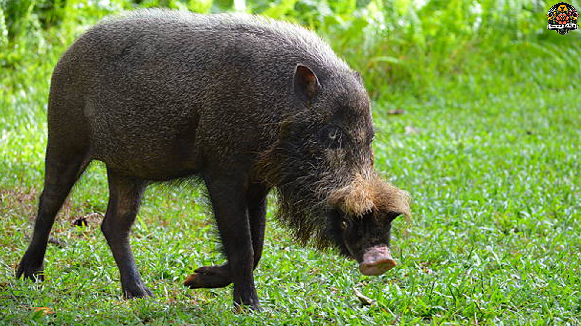 Gaya Brewok Hutan: Babi Berjenggot dan Keunikan Fisiknya