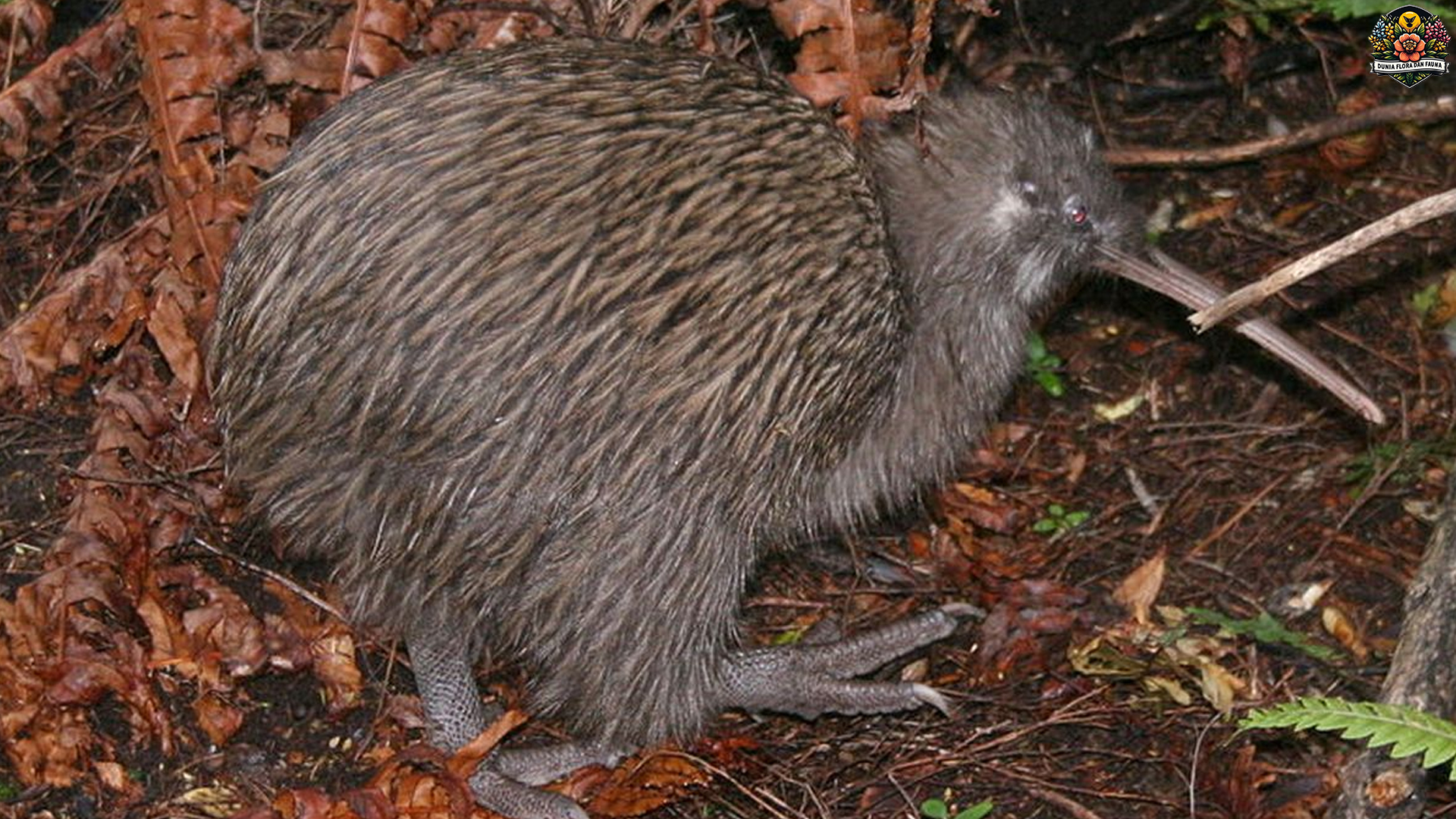 Rahasia Hidup Burung Kiwi, Si Malam dari Hutan Selandia Baru