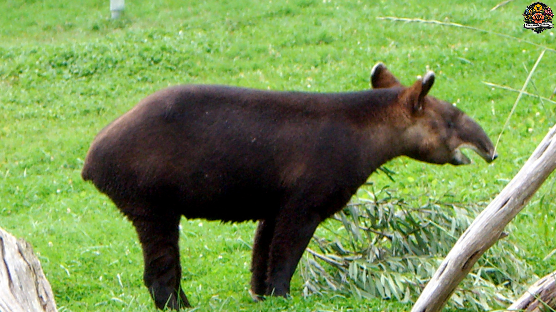 Jarang Terlihat, Tapir Gunung Ternyata Punya Fakta Mengejutkan