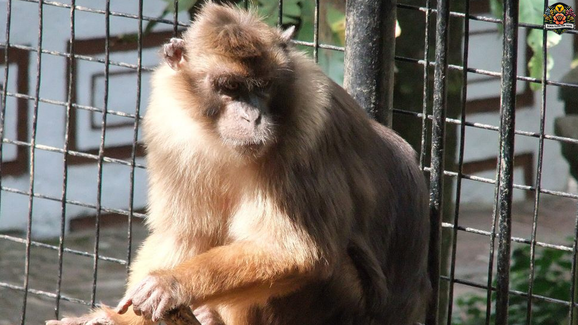 Mengenal Monyet Bokoi, Sahabat Hutan yang Menggemaskan