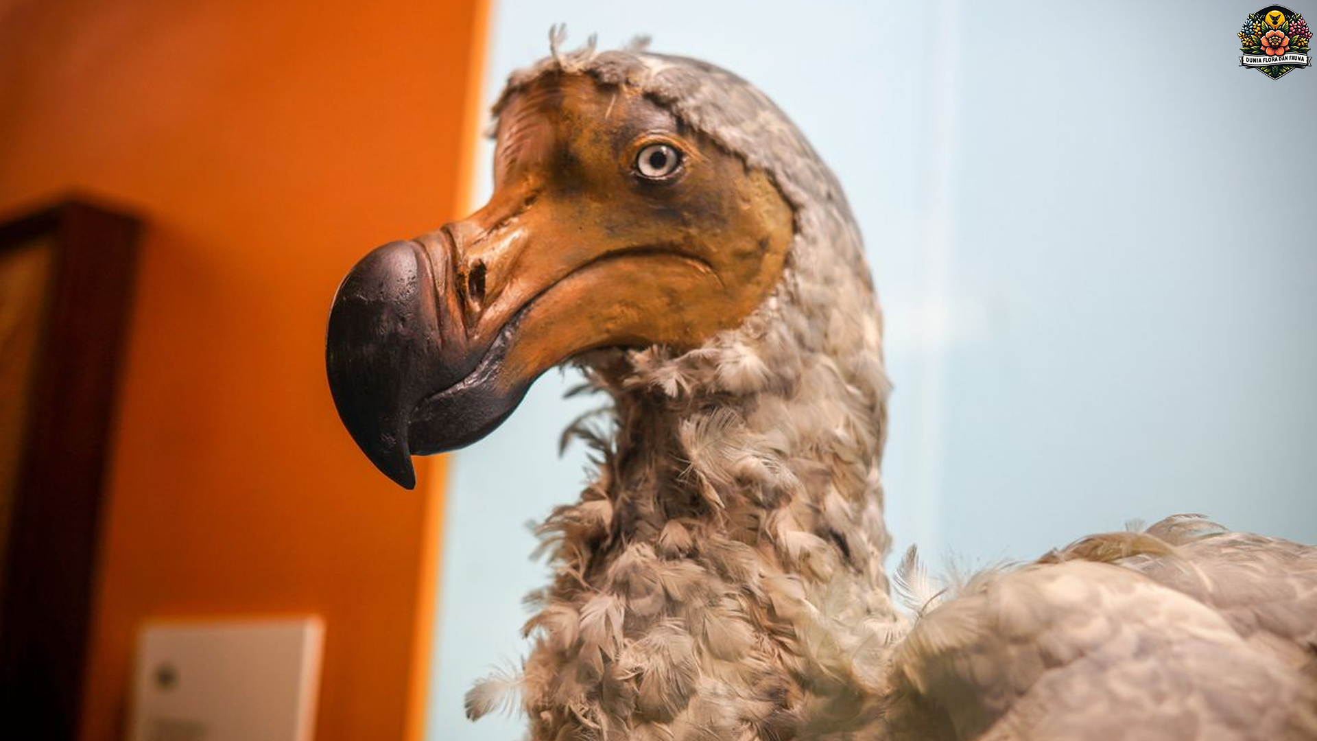 Dodo: Si Burung yang Tak Bisa Terbang tapi Jadi Ikon Dunia