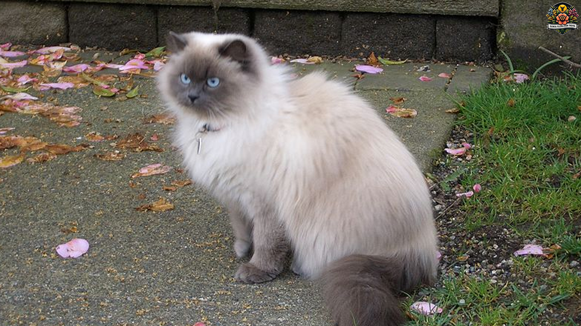 Rahasia Dibalik Pesona Kucing Persia yang Selalu Jadi Idola