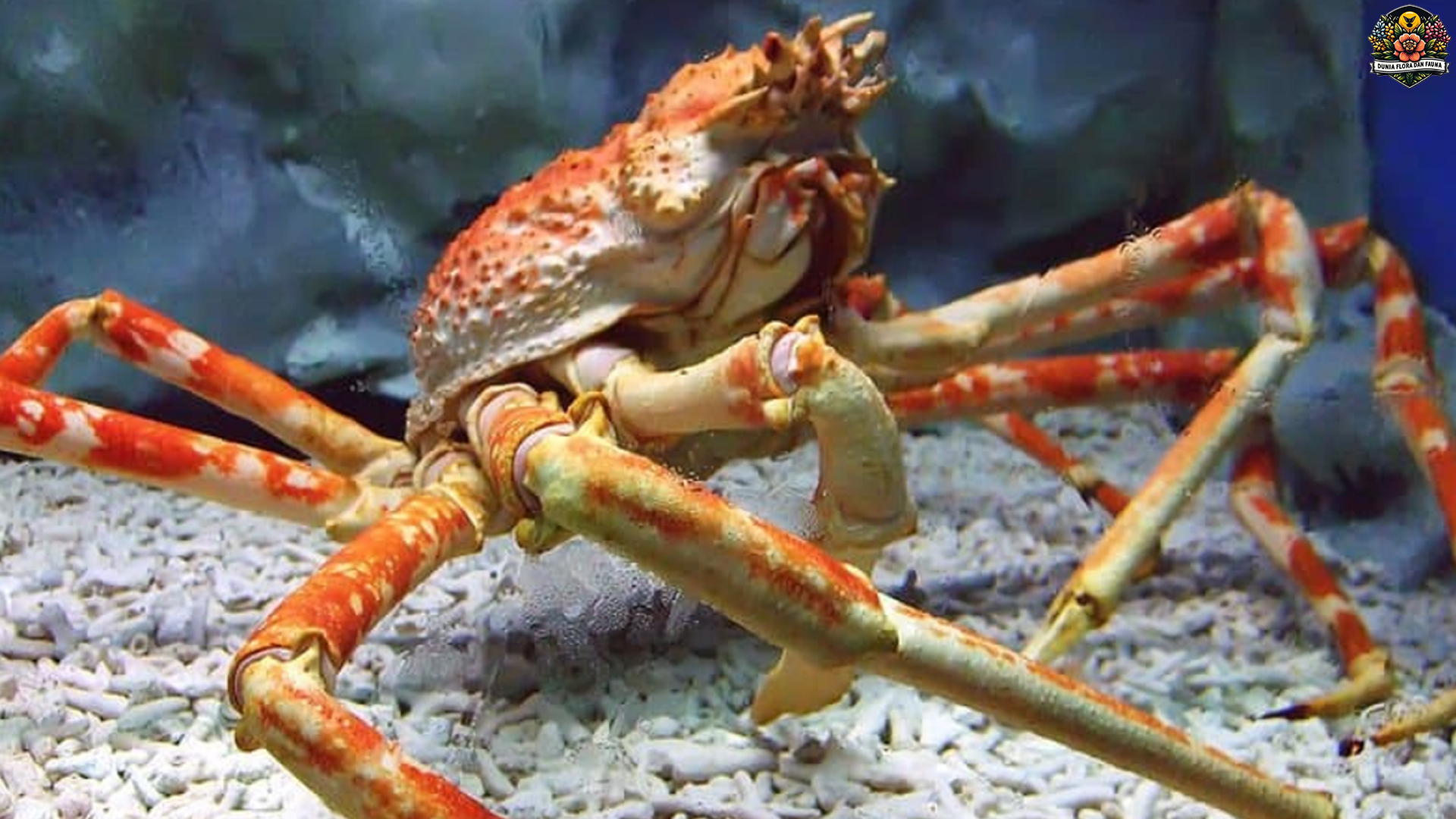 Kepiting Laba-Laba dan Dunia Rahasianya yang Jarang Terungkap