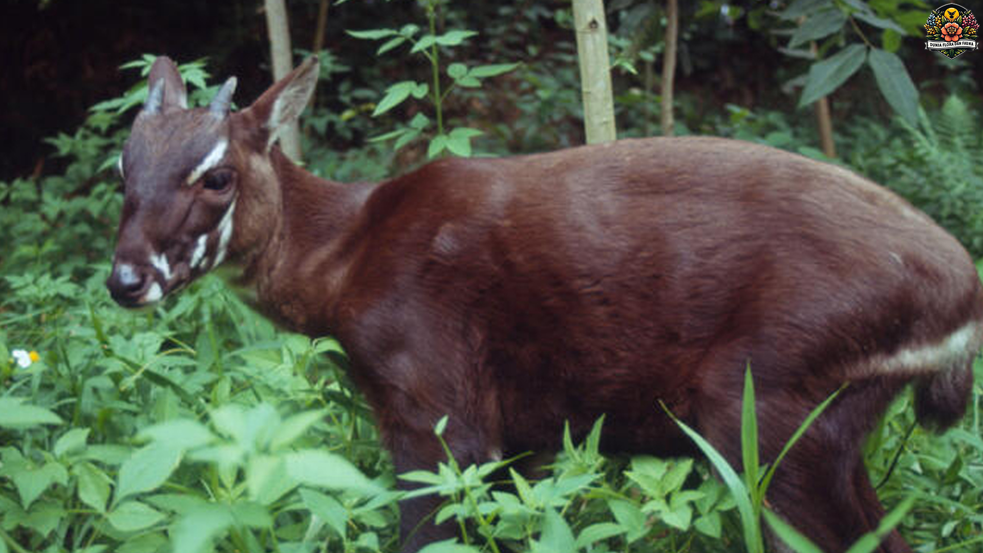 Saola: Si Langka yang Bikin Para Ilmuwan Terpukau dan Viral