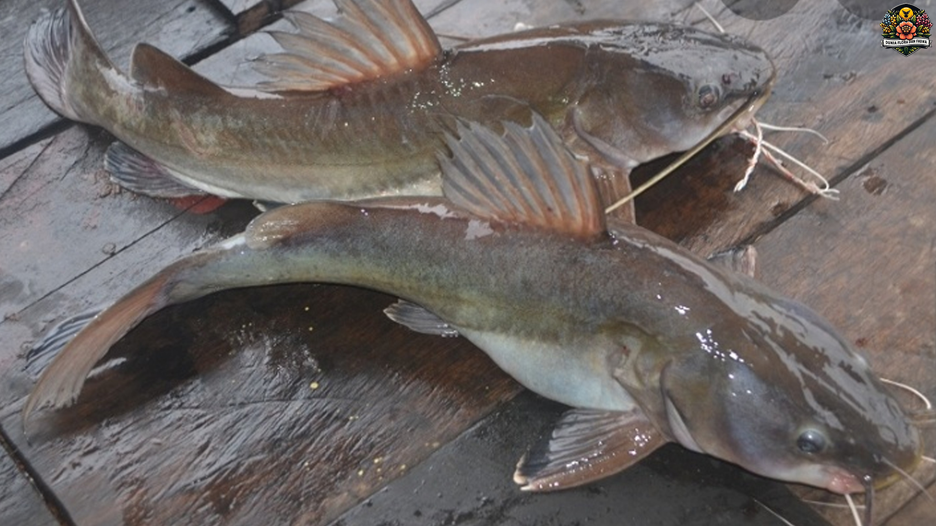 Rahasia Hidup Ikan Baung Endemik yang Jarang Terungkap