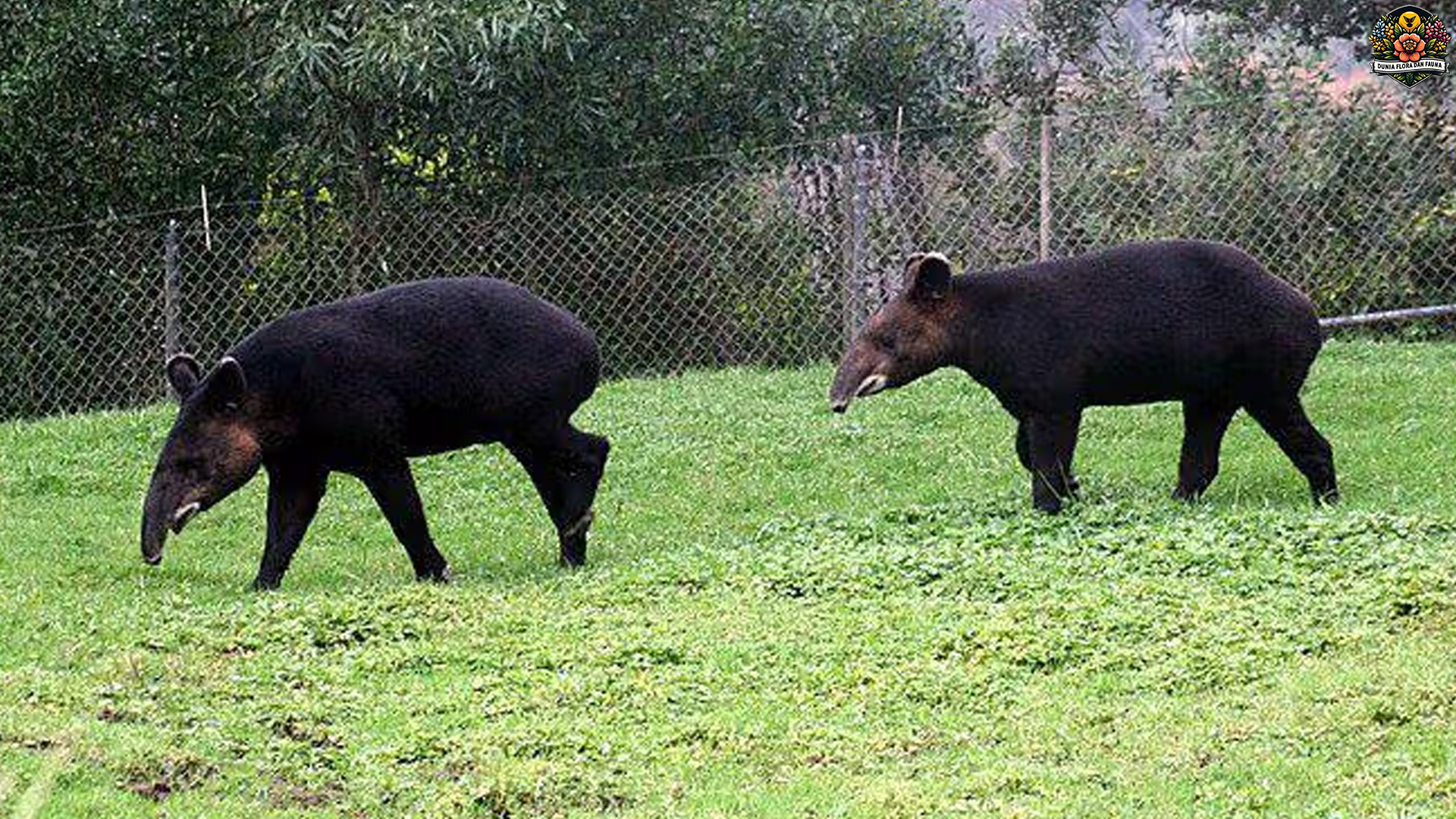 Jarang Terlihat, Tapir Gunung Ternyata Punya Fakta Mengejutkan