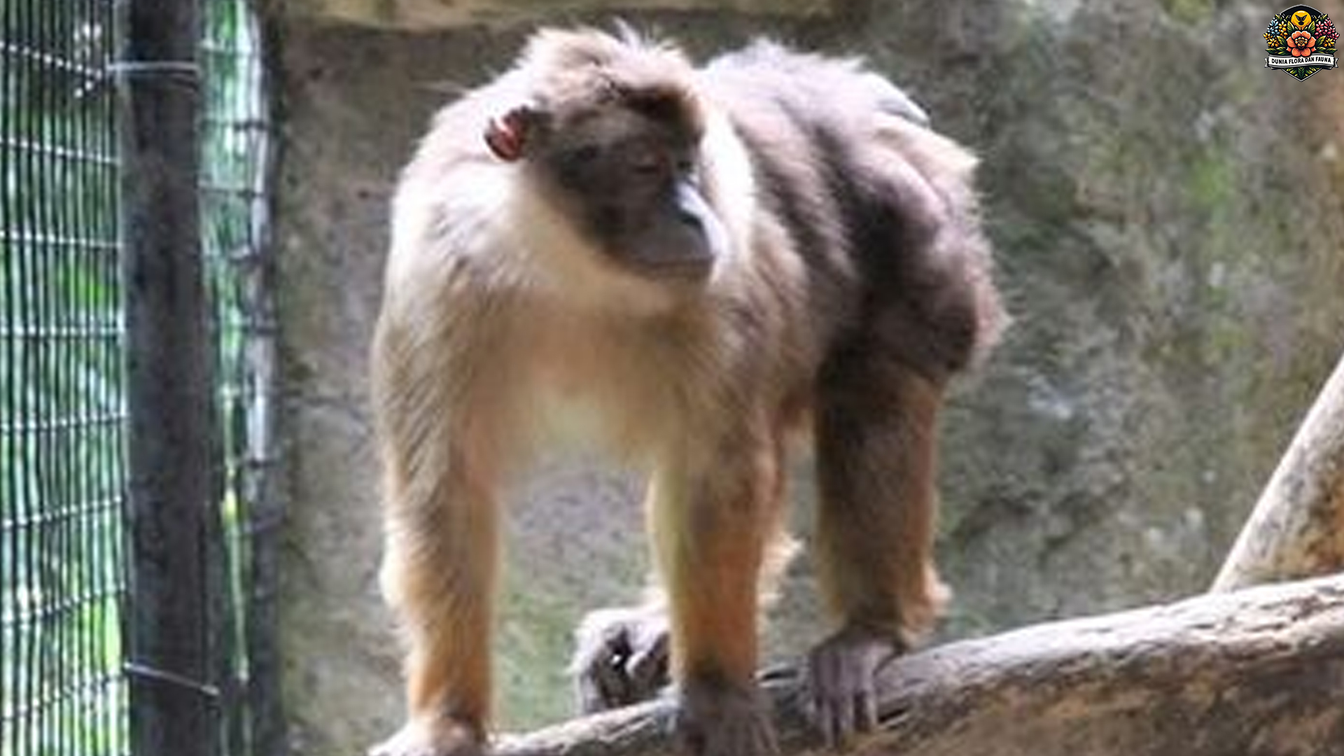 Mengenal Monyet Bokoi, Sahabat Hutan yang Menggemaskan