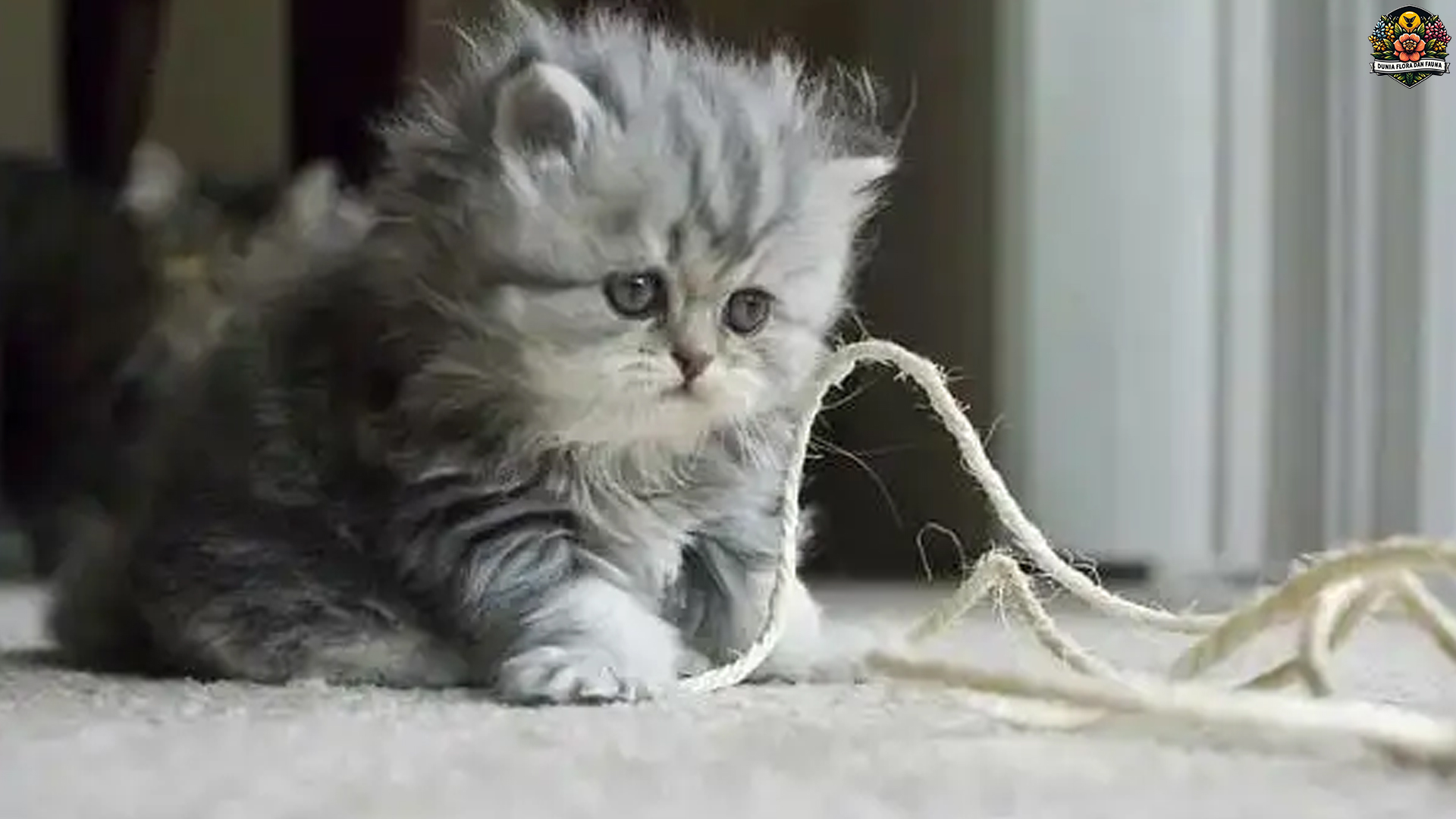 Rahasia Dibalik Pesona Kucing Persia yang Selalu Jadi Idola
