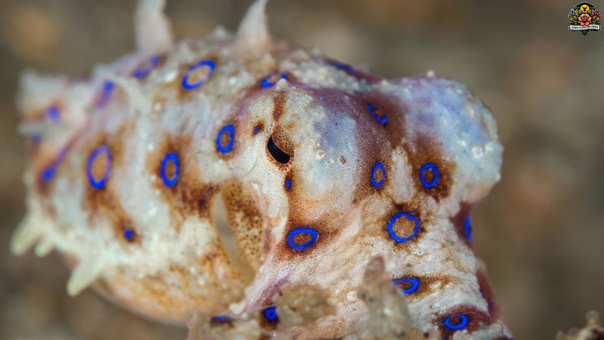Gurita Cincin Biru: Si Imut Mematikan dari Lautan Tropis