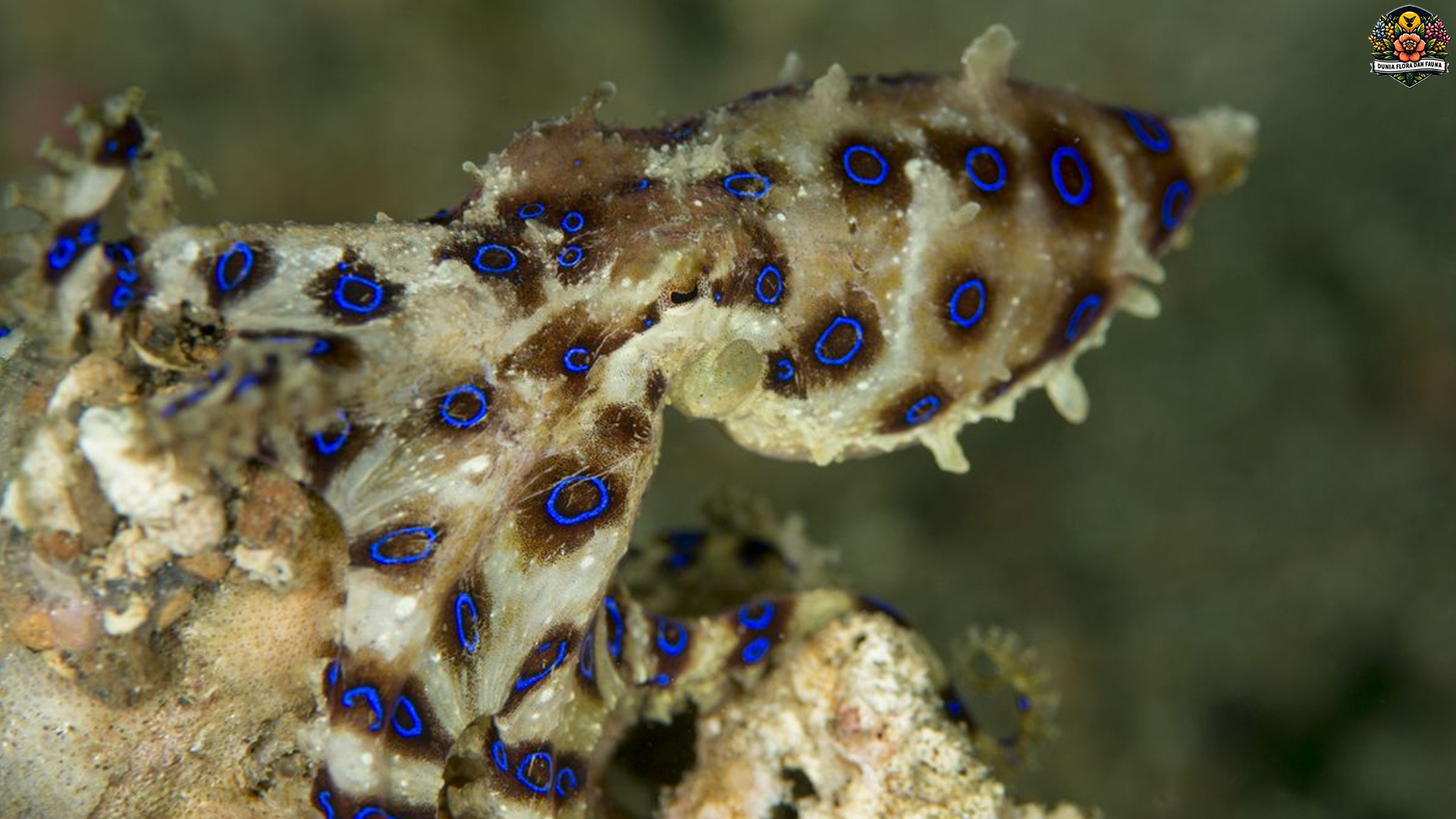 Gurita Cincin Biru: Si Imut Mematikan dari Lautan Tropis