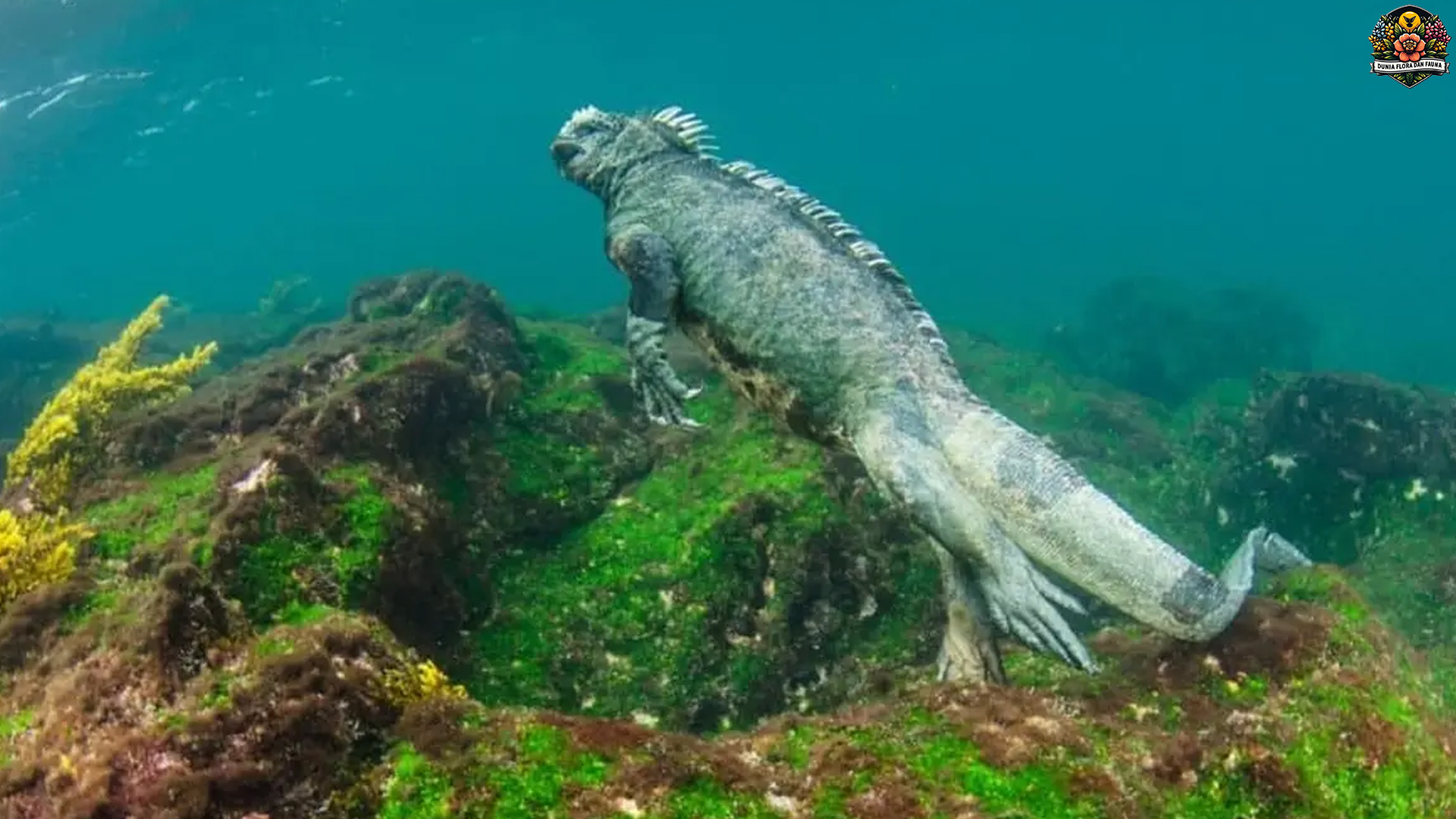 Mengenal Iguana Laut: Si Penjelajah Pantai2 yang Unik