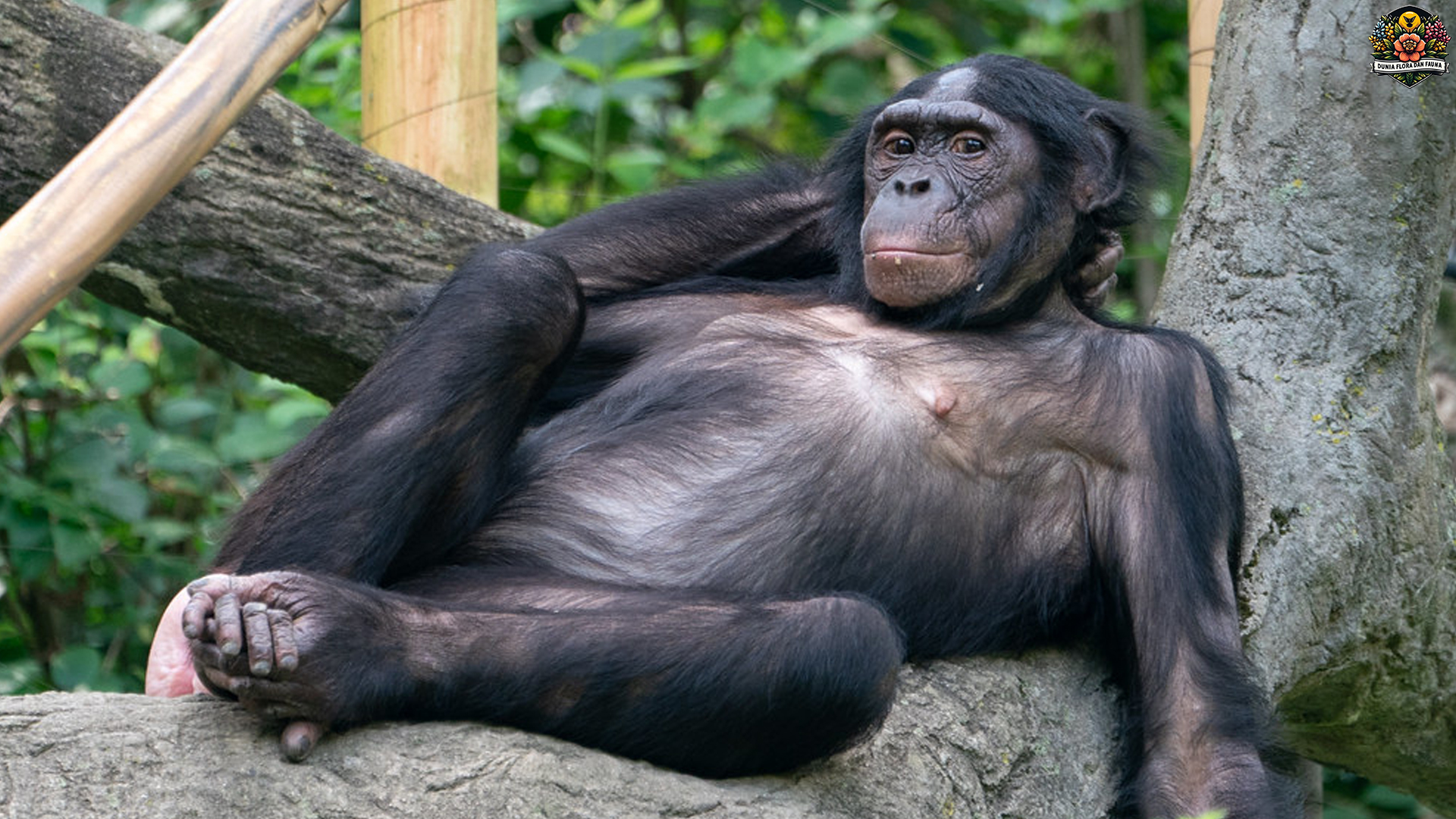 Jejak Bonobo di Hutan Kongo: Simbol Kecerdasan dan Empati