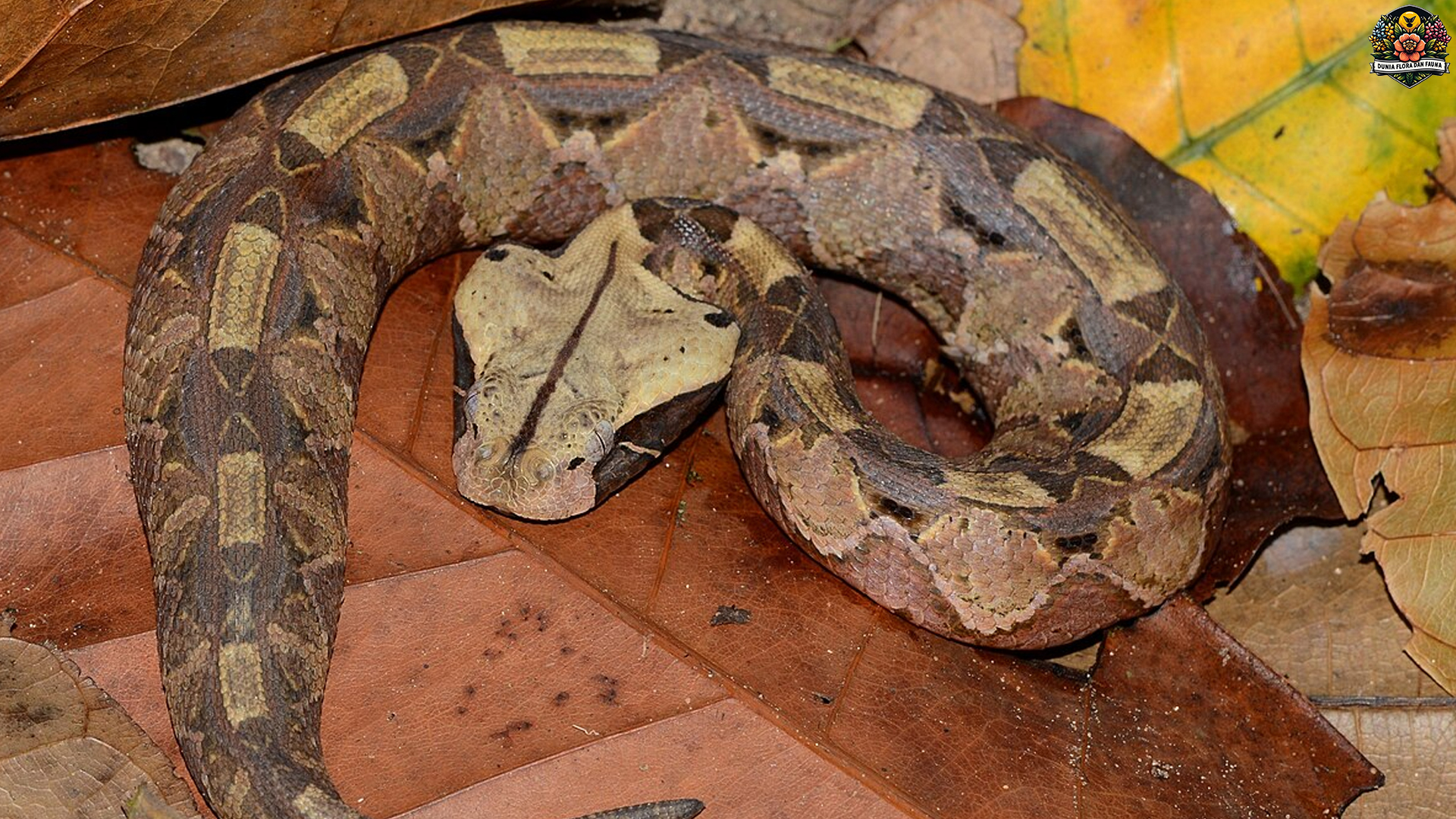 Bitis Gabonica: Raja Ular Berbisa dengan Corak yang Memukau