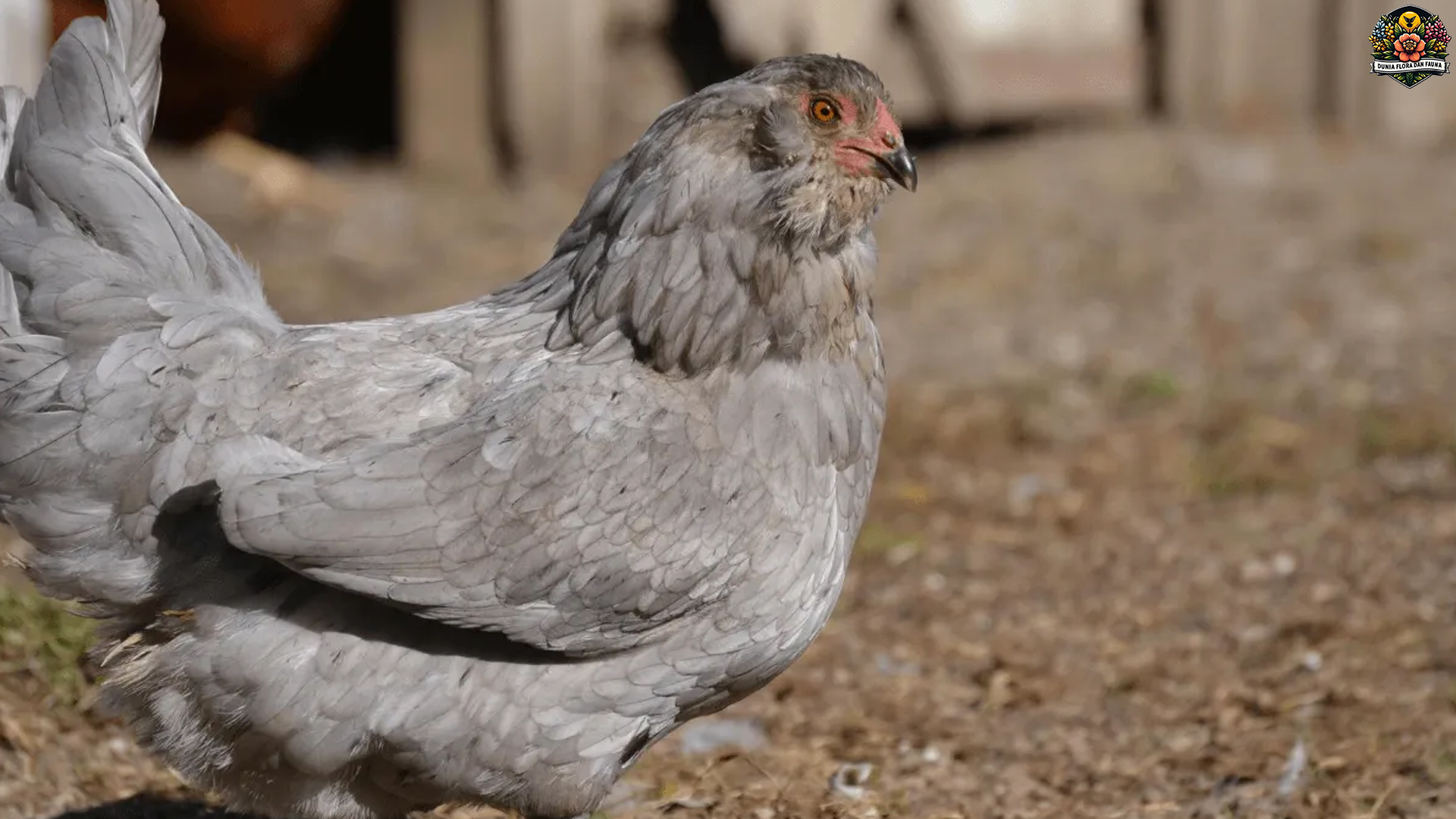 Ameraucana Ayam Cantik Berjambul dengan Telur Biru Cerah