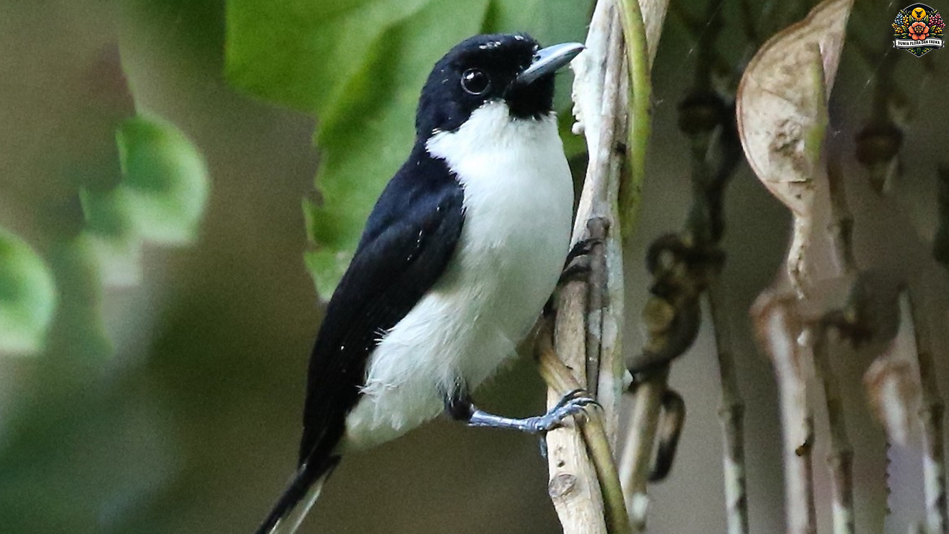 Jejak Kehidupan Burung Kehicap Boano di Habitat Aslinya
