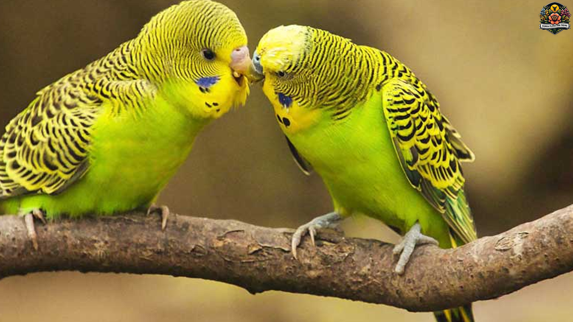 Burung Betet Rumput, Si Hijau Cerah yang Suka Beraksi