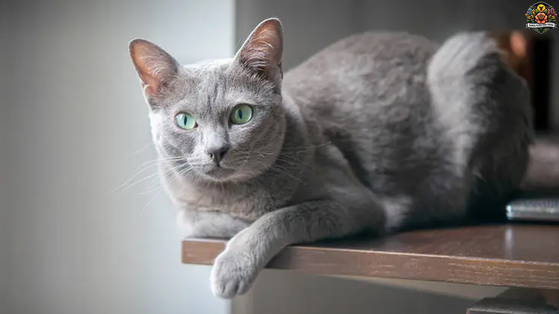 Korat: Kucing Langka yang Setia, Tenang, dan Penuh Pesona